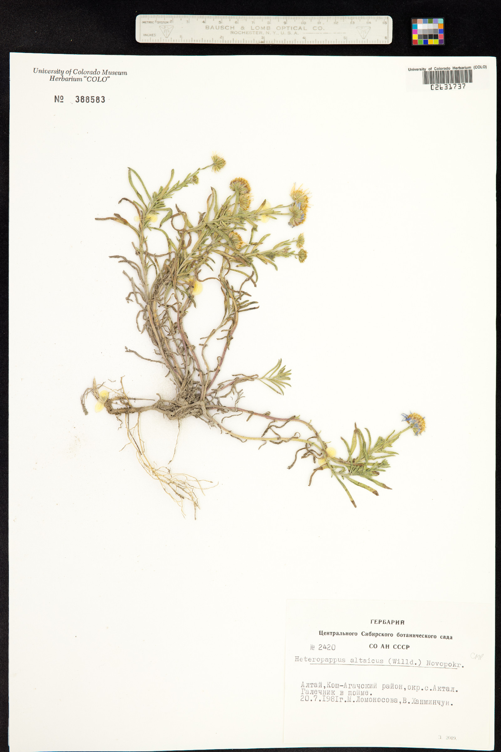 Heteropappus altaicus image