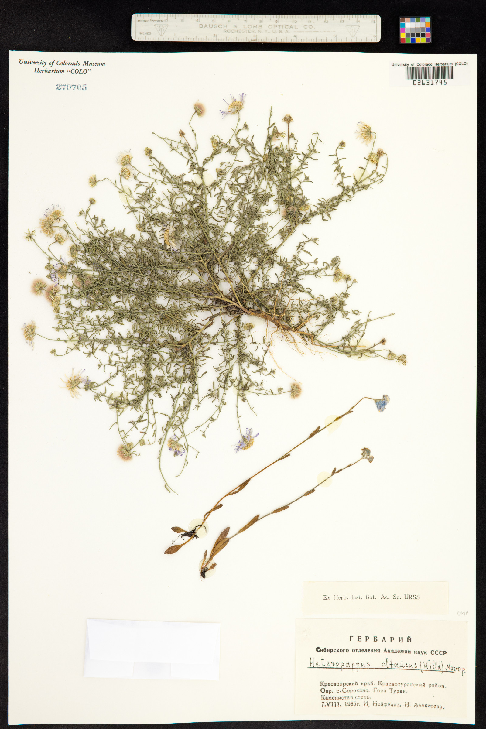 Heteropappus altaicus image