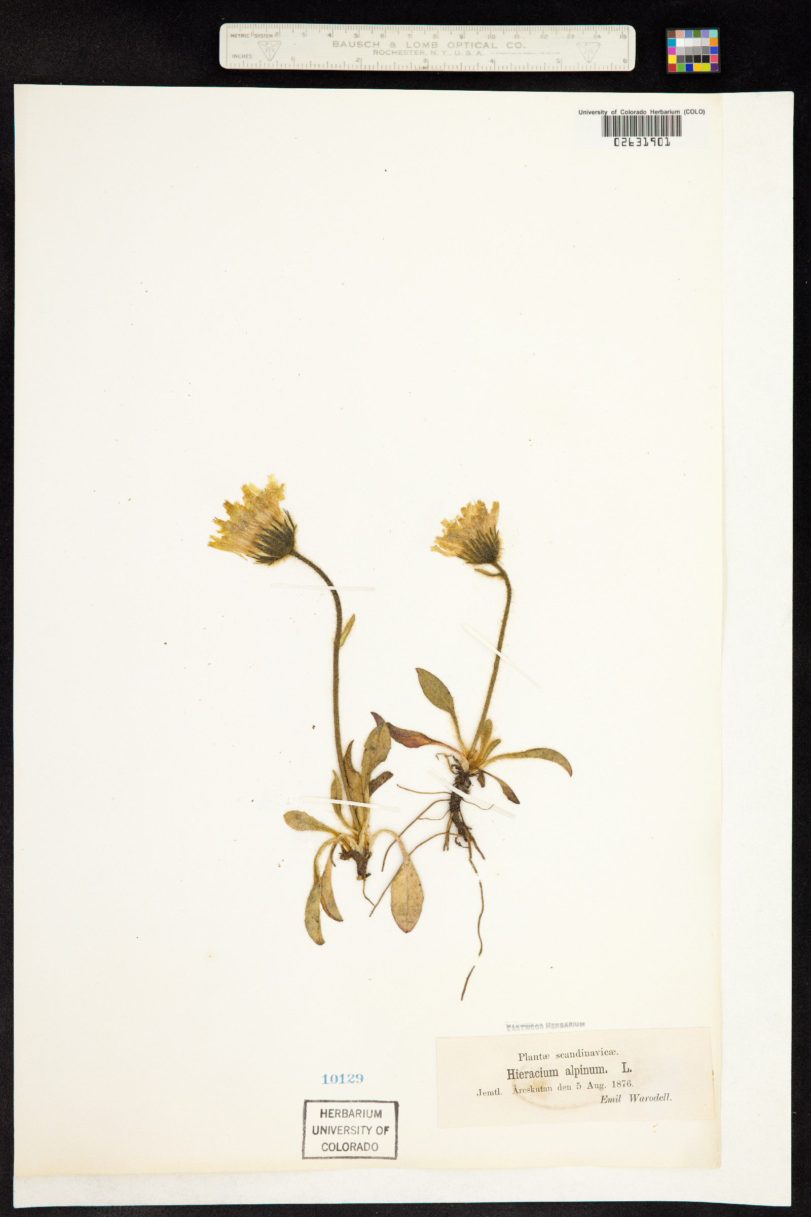 Hieracium alpinum image