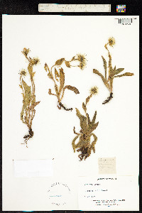Hieracium alpinum image