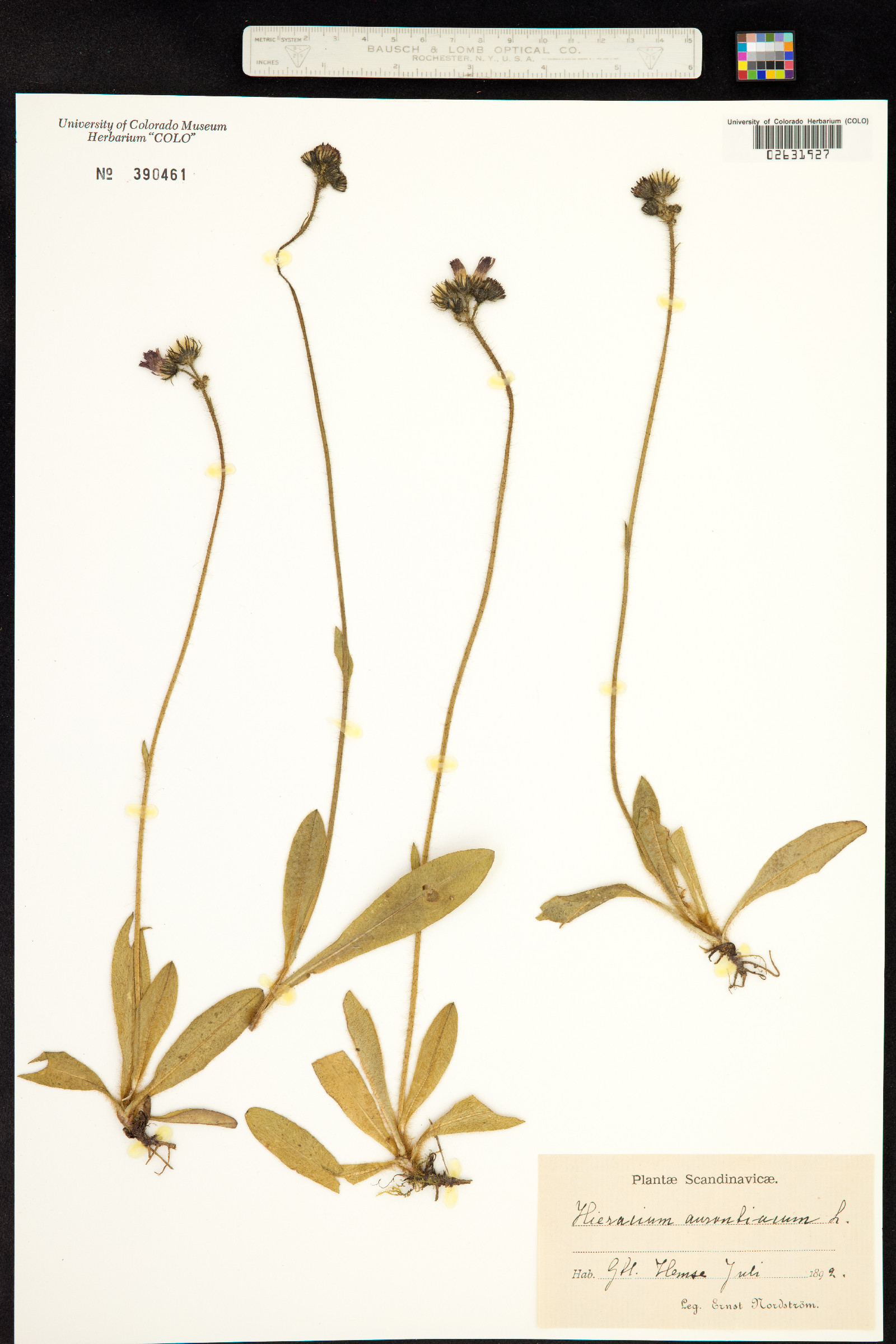 Hieracium aurantiacum image