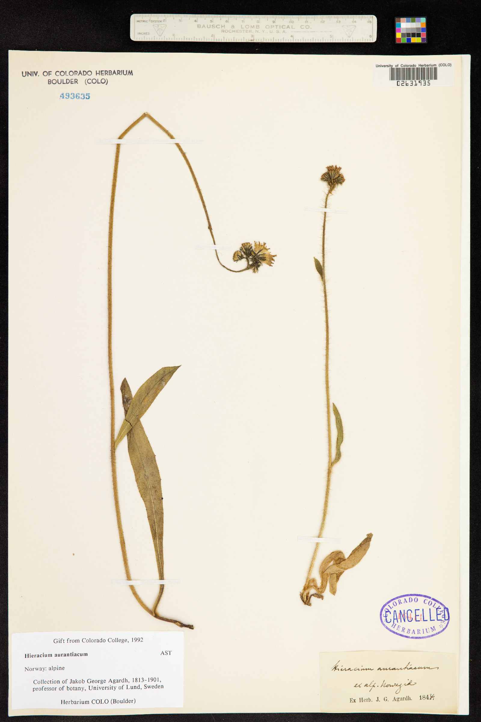 Hieracium aurantiacum image