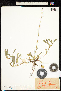 Hieracium auricula image