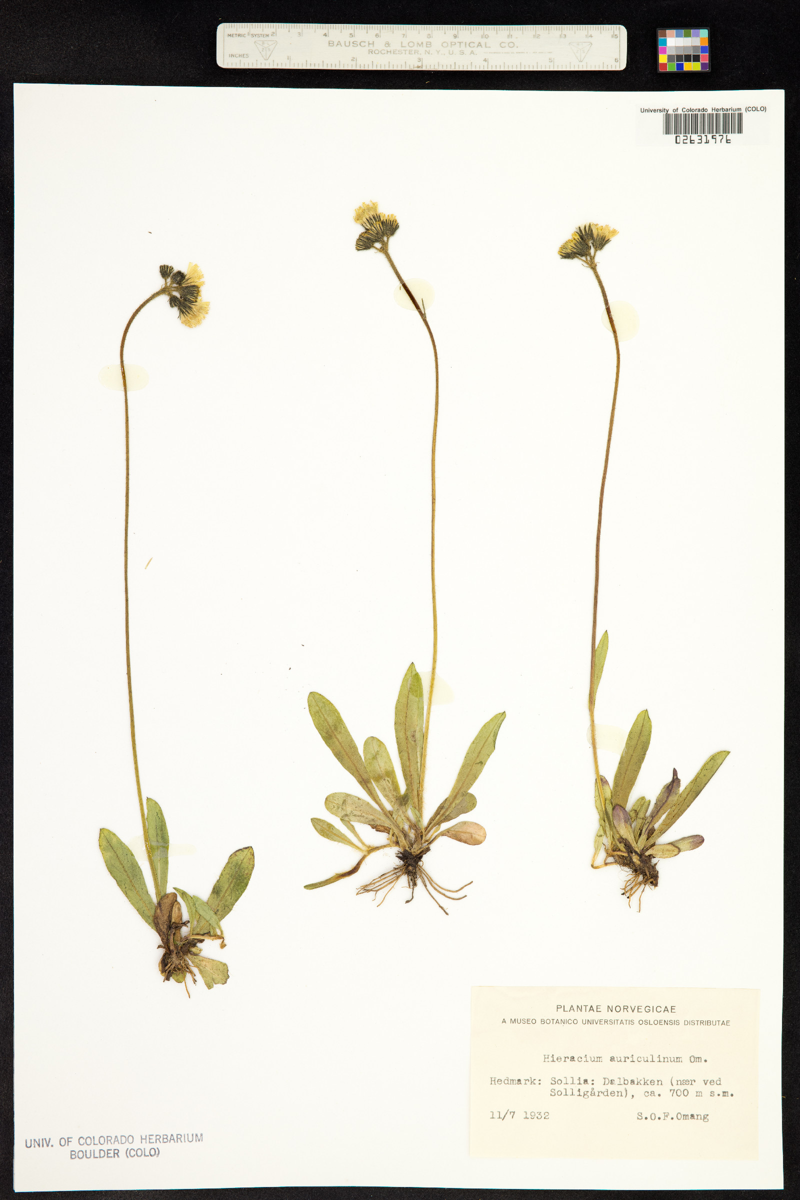 Hieracium X floribundum image