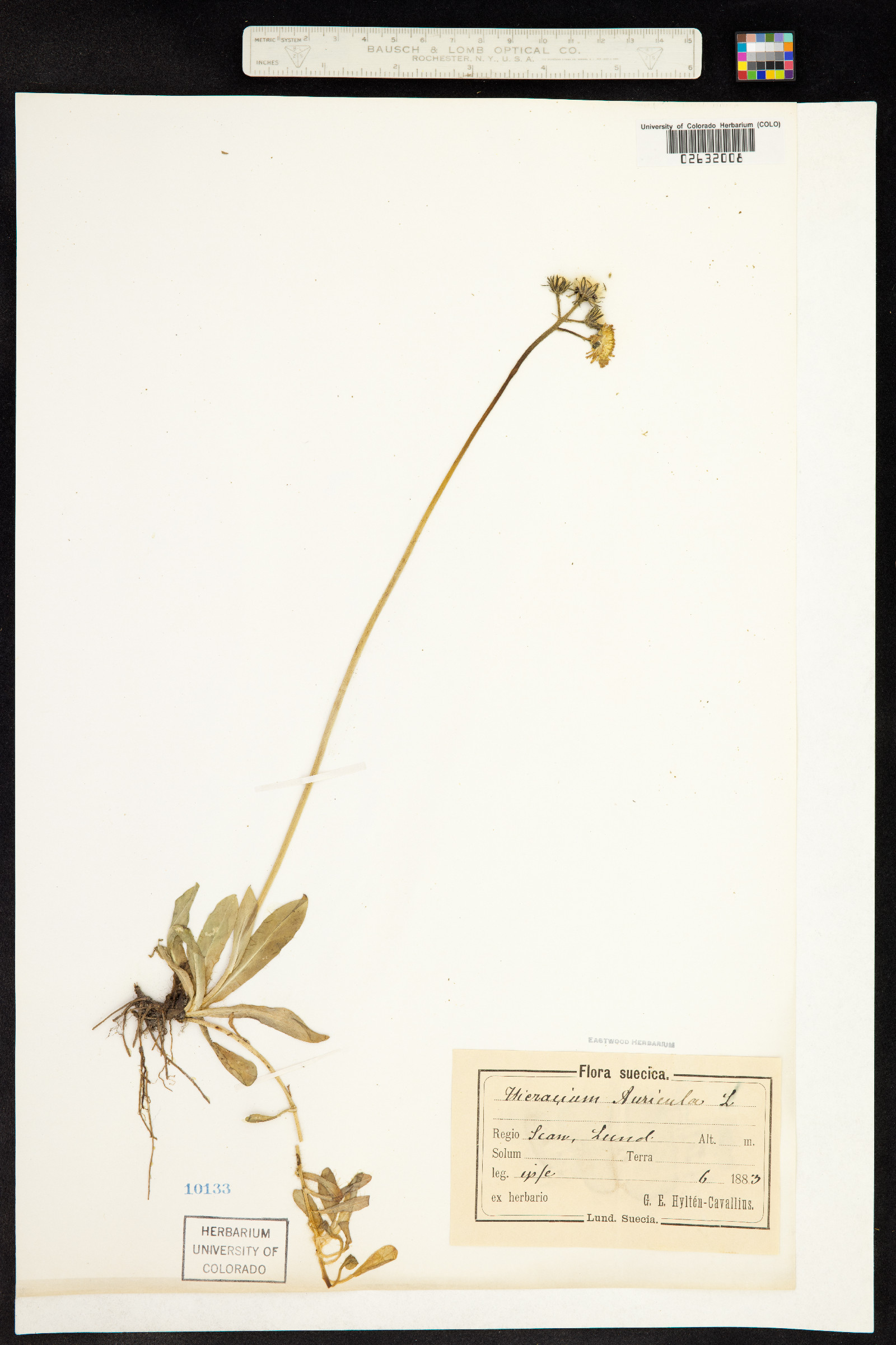 Hieracium X floribundum image