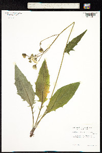 Hieracium caesium subsp. basifolium image