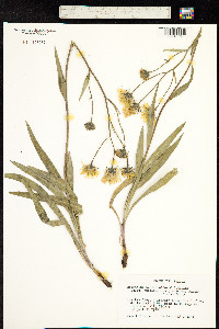 Image of Hieracium bupleuroides
