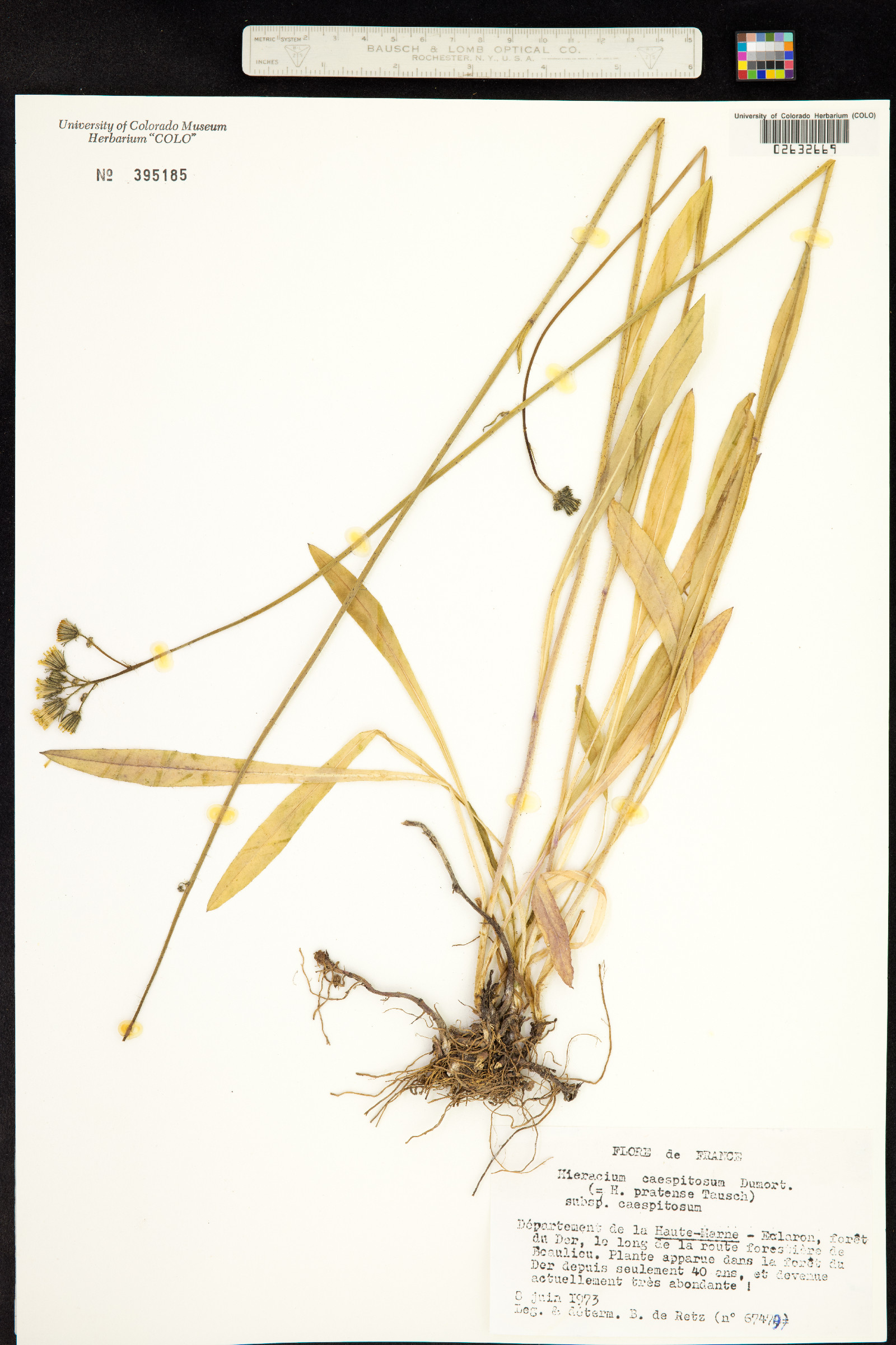 Hieracium caespitosum image