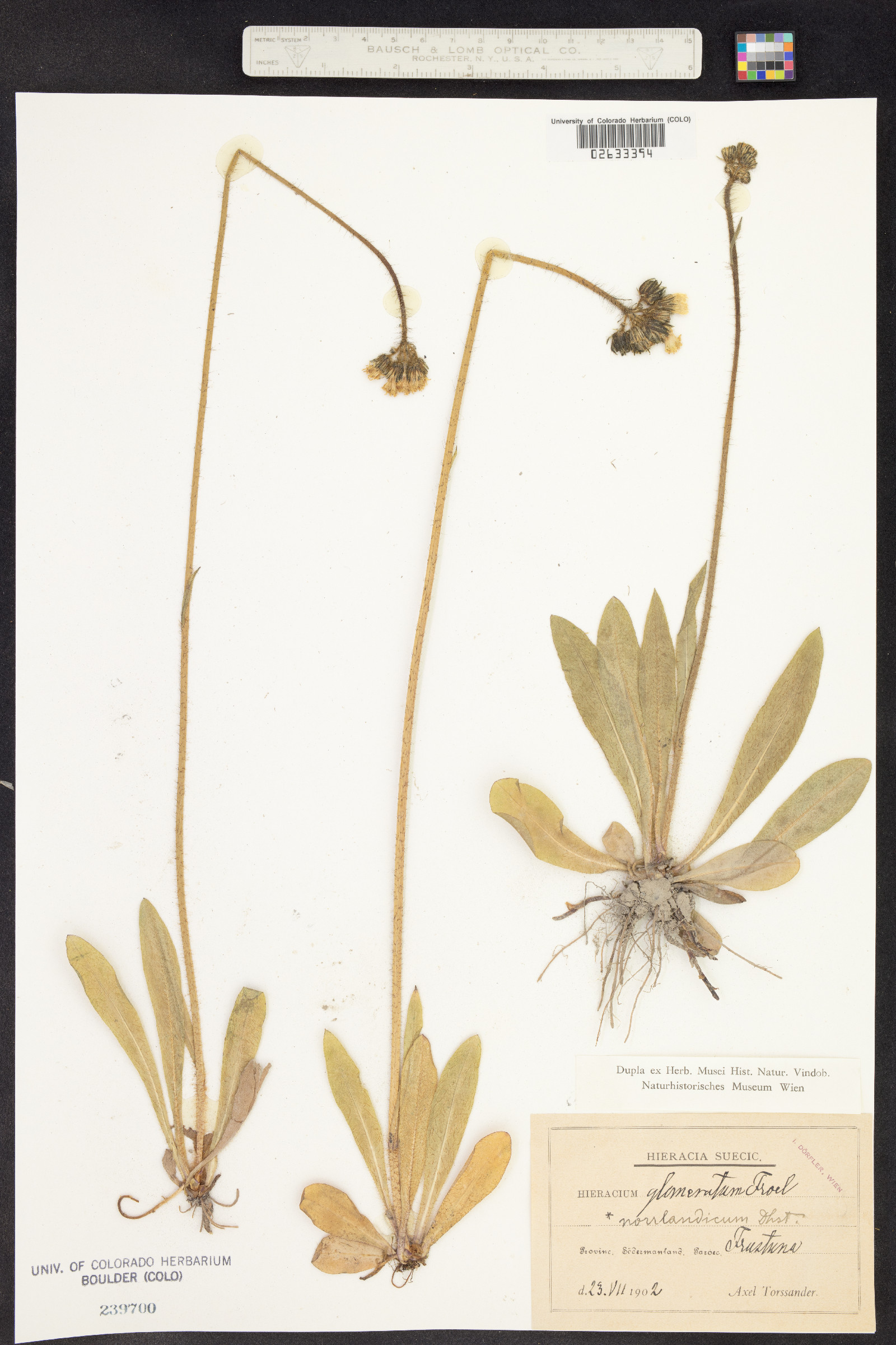 Hieracium glomeratum image