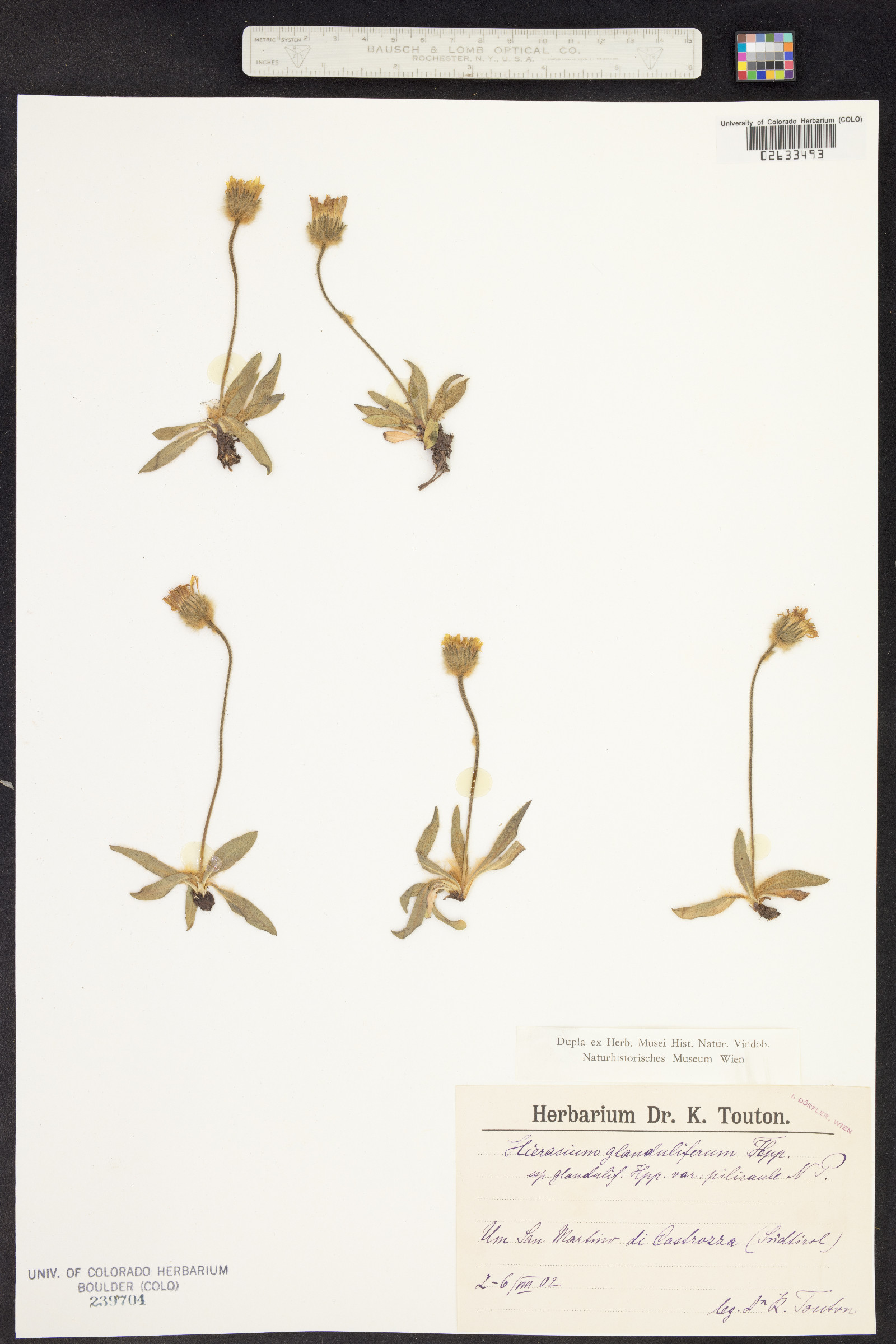 Hieracium piliferum subsp. glanduliferum image