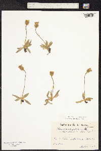 Hieracium piliferum image