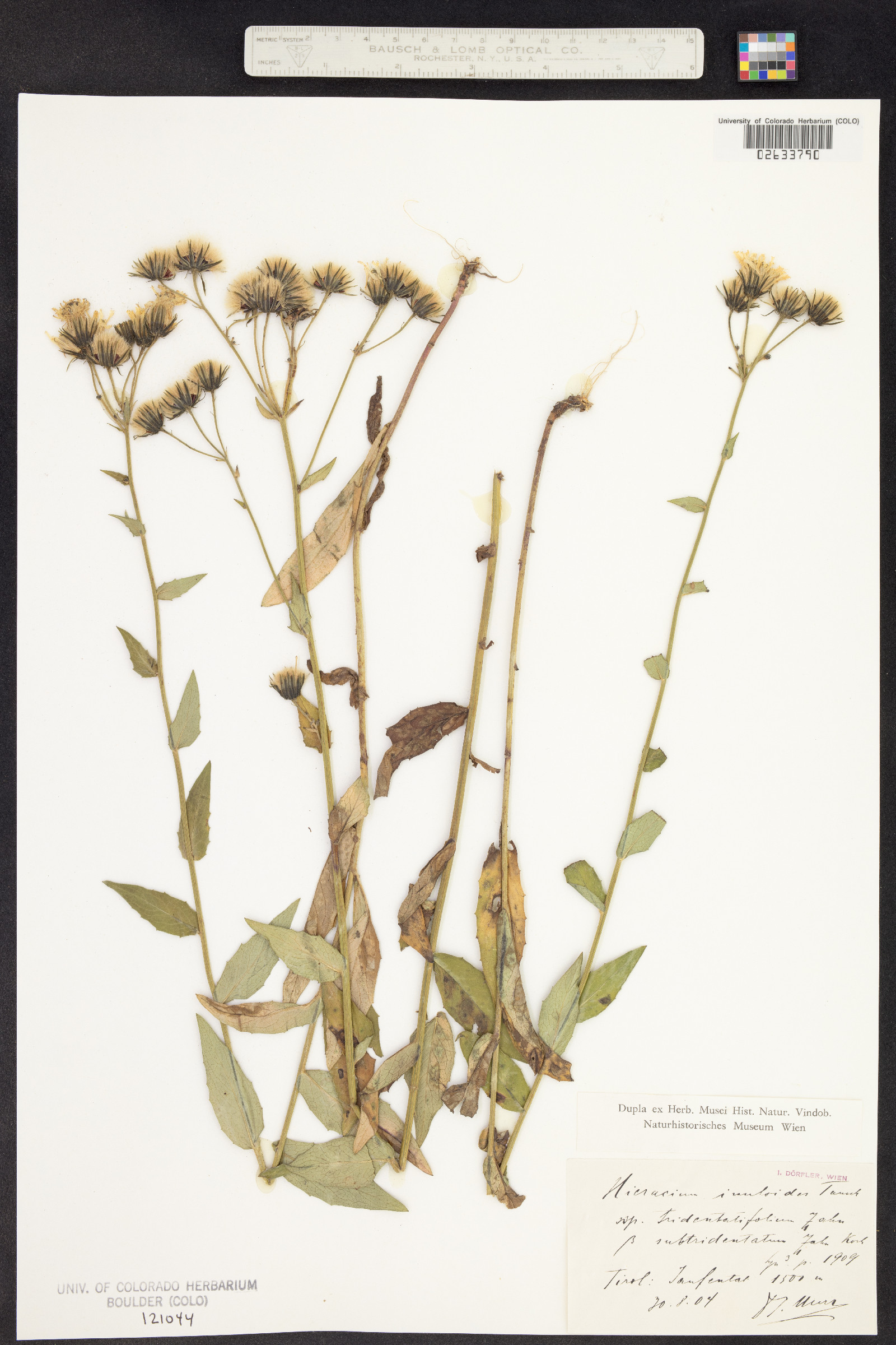 Hieracium inuloides image