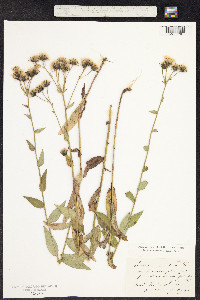 Image of Hieracium inuloides