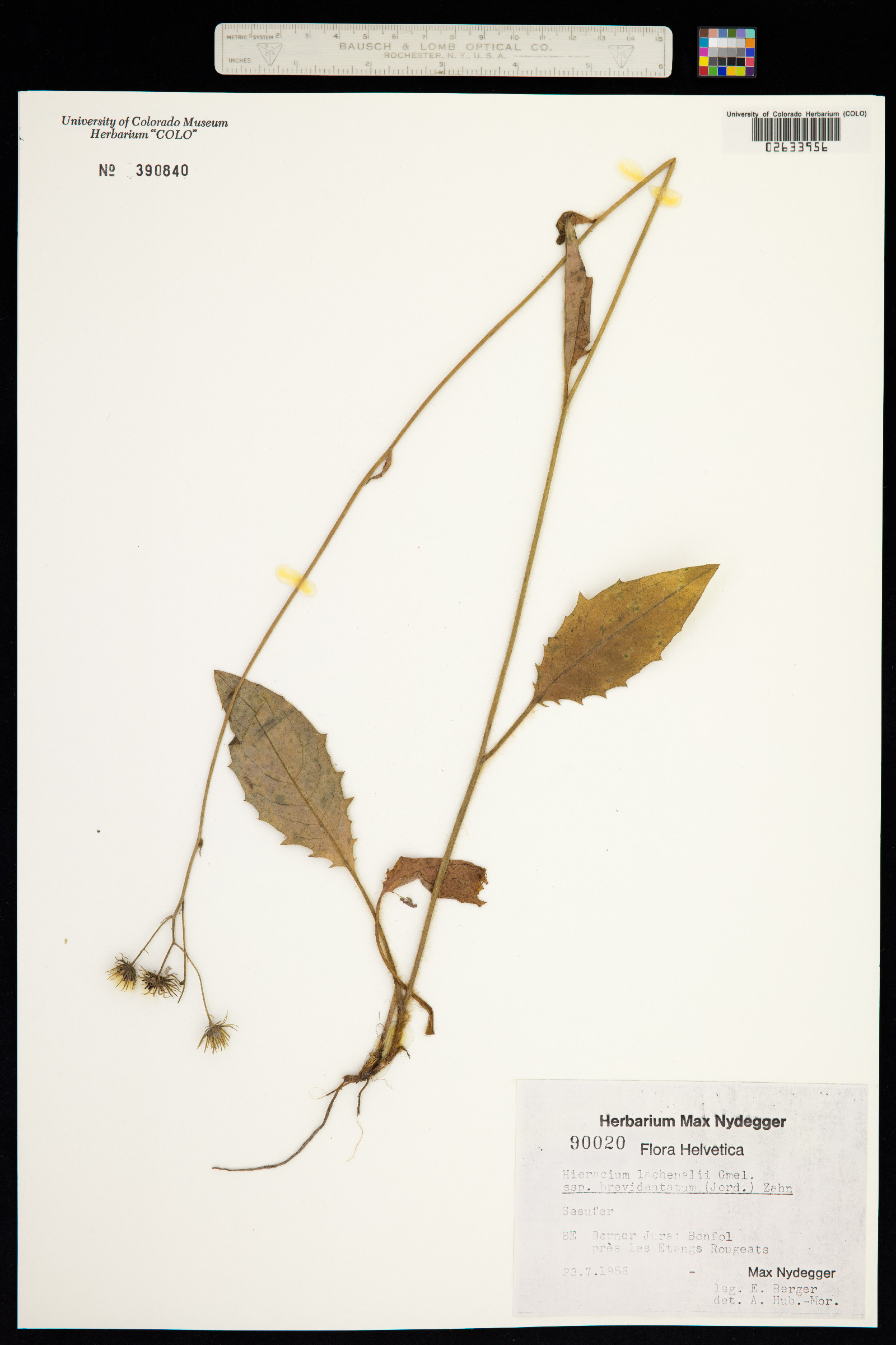 Hieracium vulgatum image