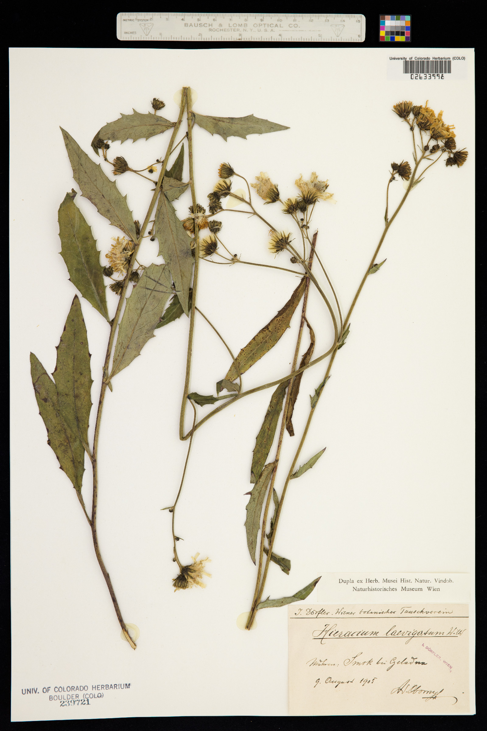 Hieracium umbellatum image