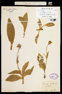 Hieracium tomentosum image