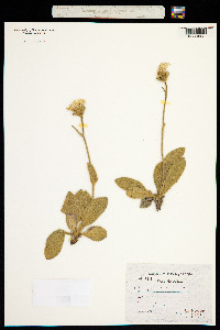 Hieracium tomentosum image