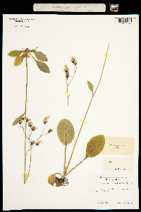 Hieracium lyratifolium image