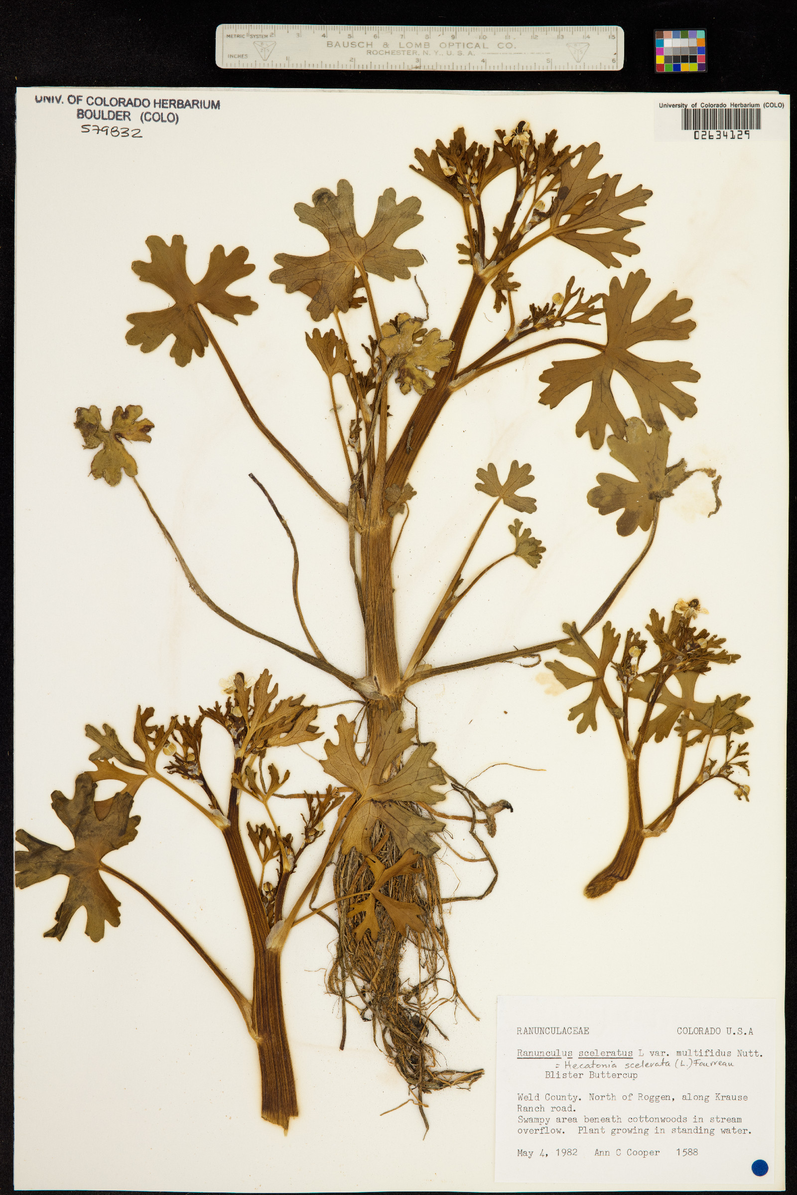 Hecatonia scelerata image
