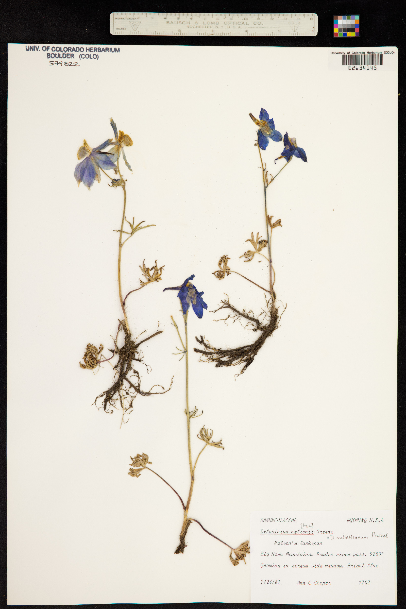 Delphinium nuttallianum image