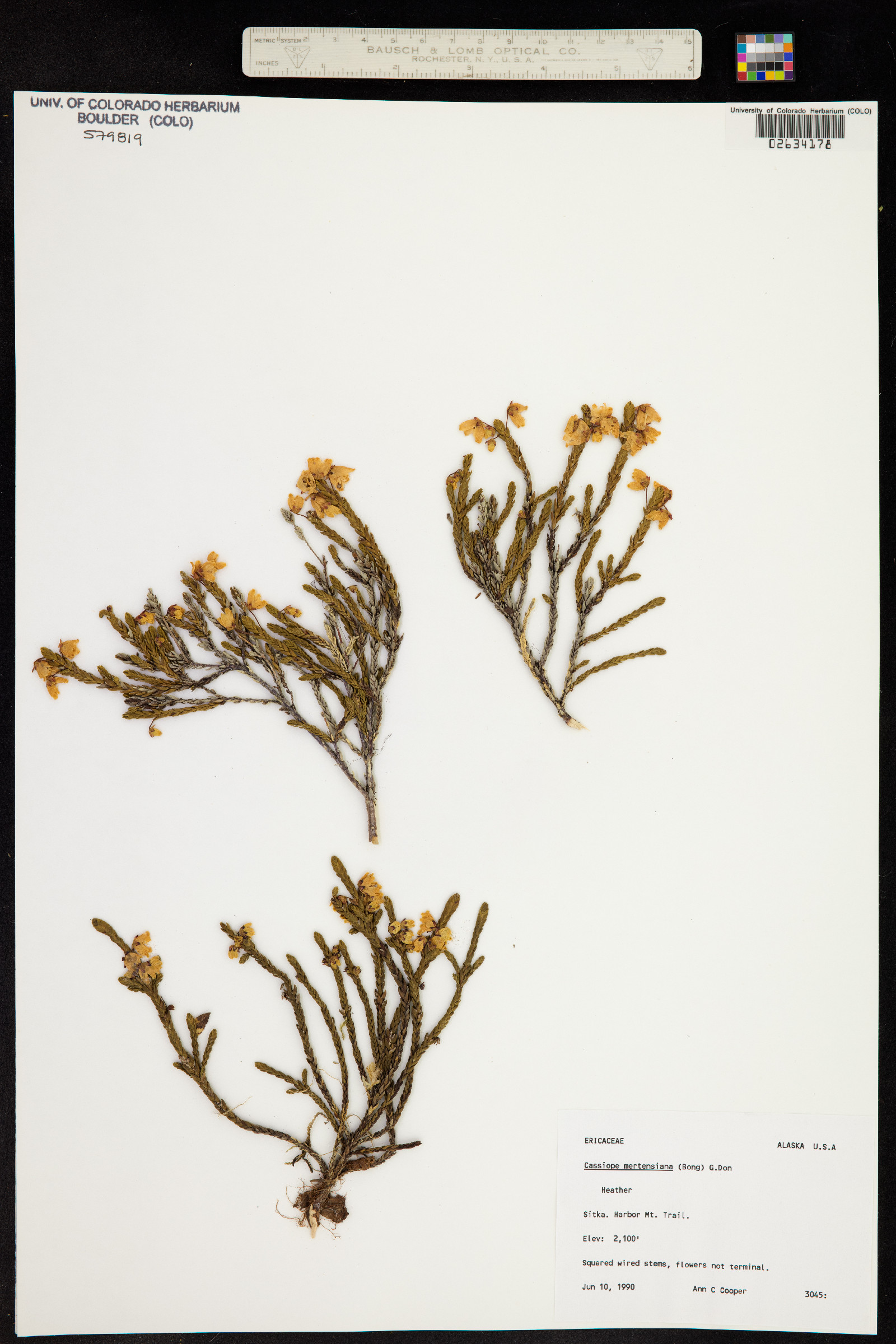 Cassiope mertensiana image