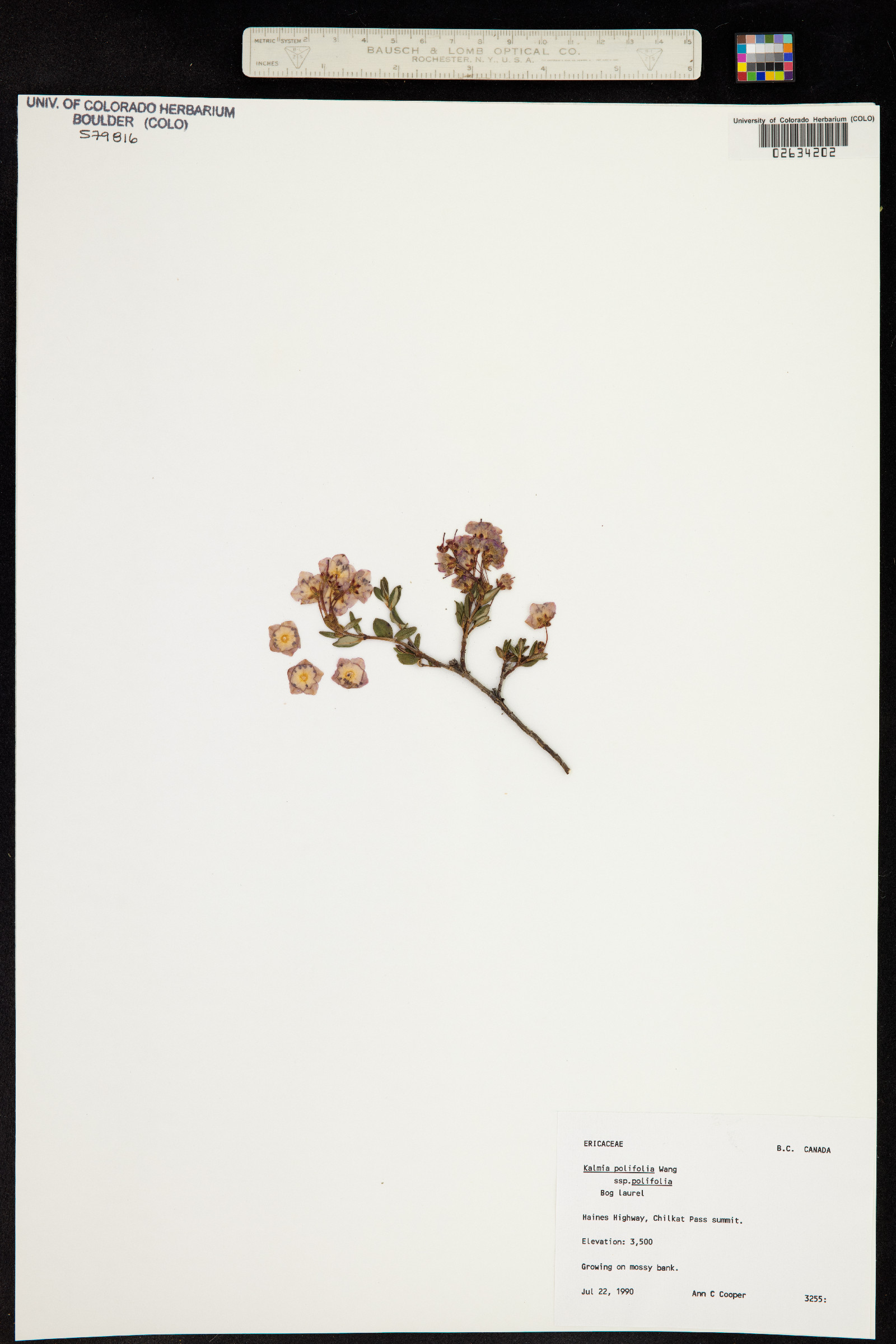 Kalmia polifolia image