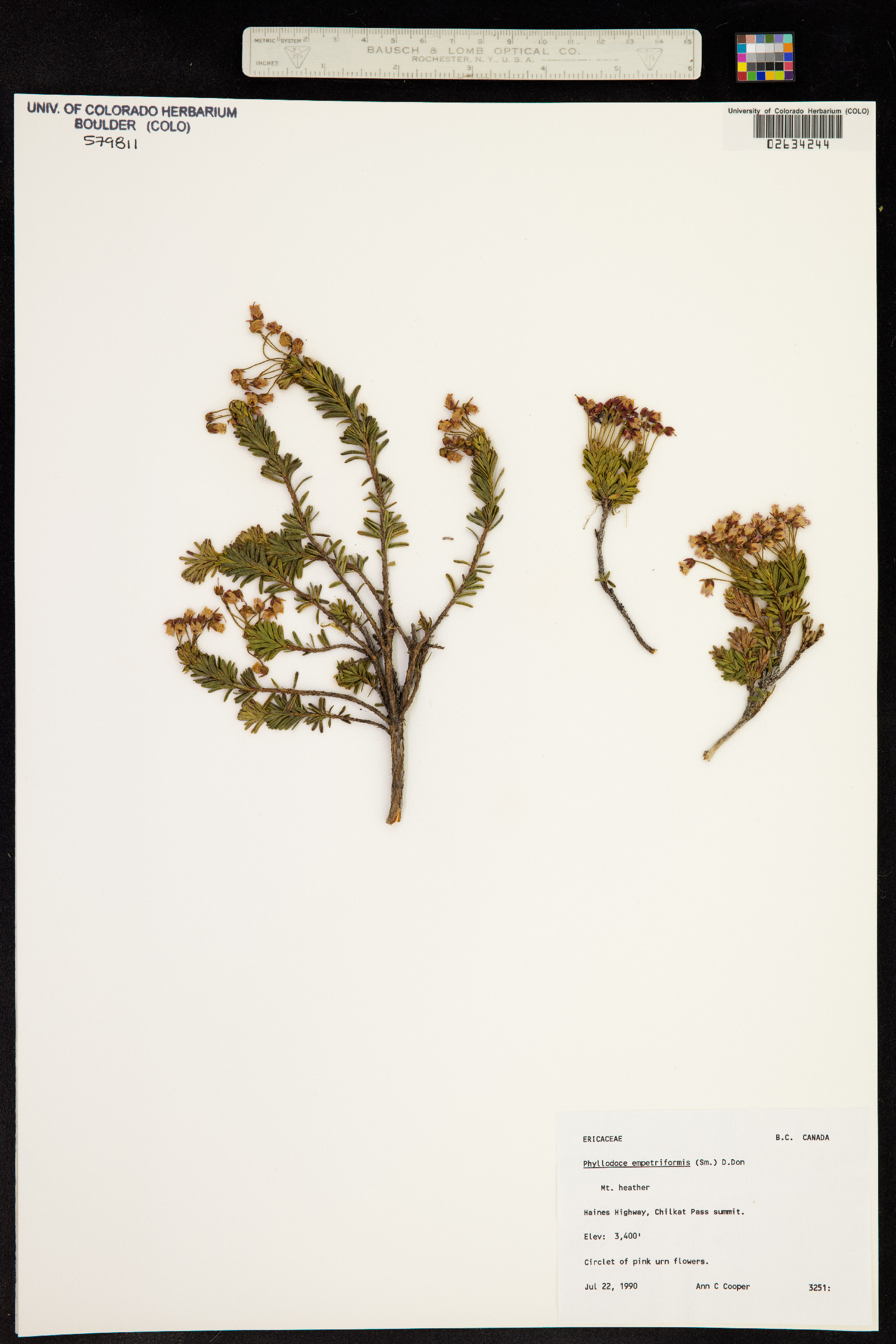 Phyllodoce empetriformis image