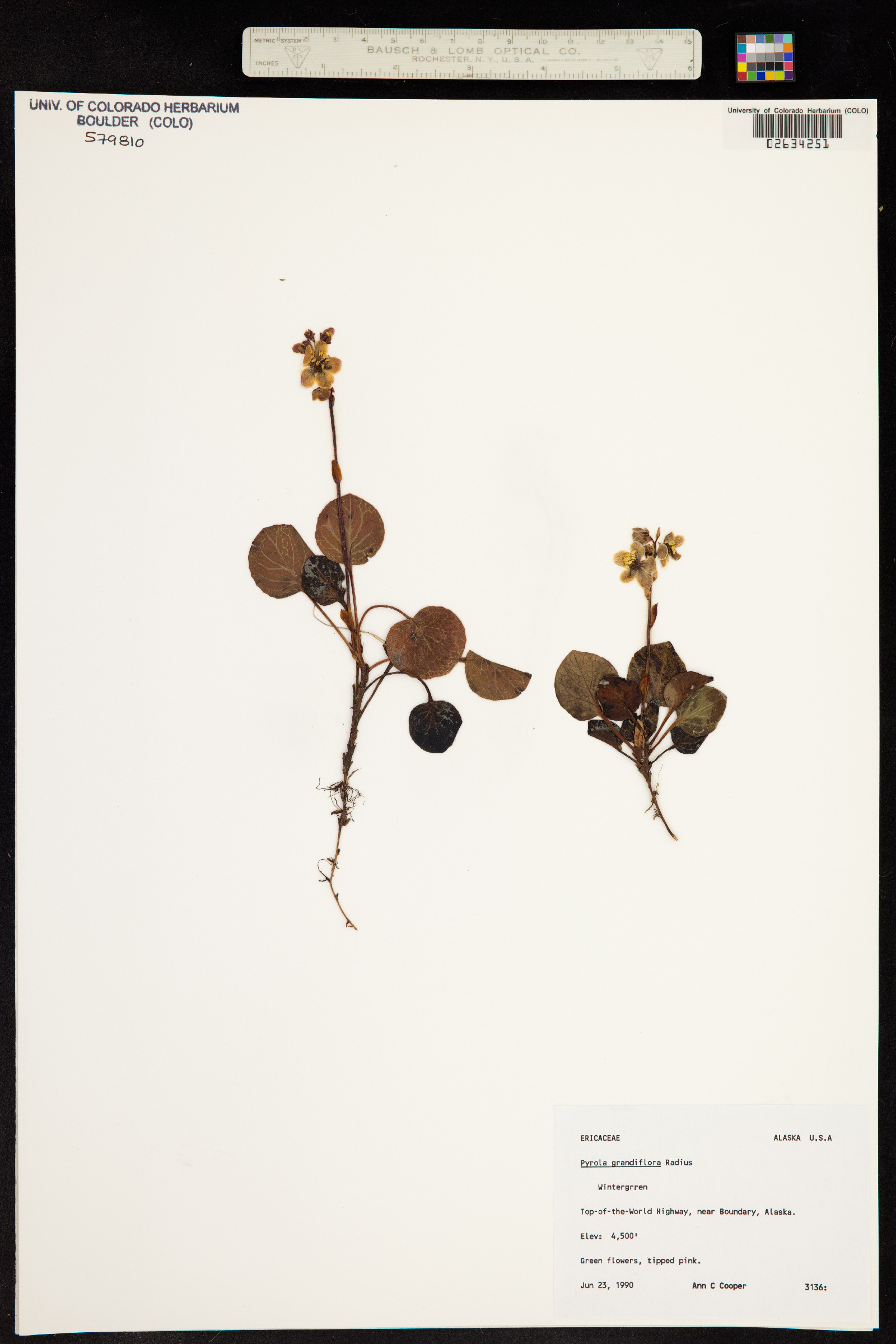 Pyrola image