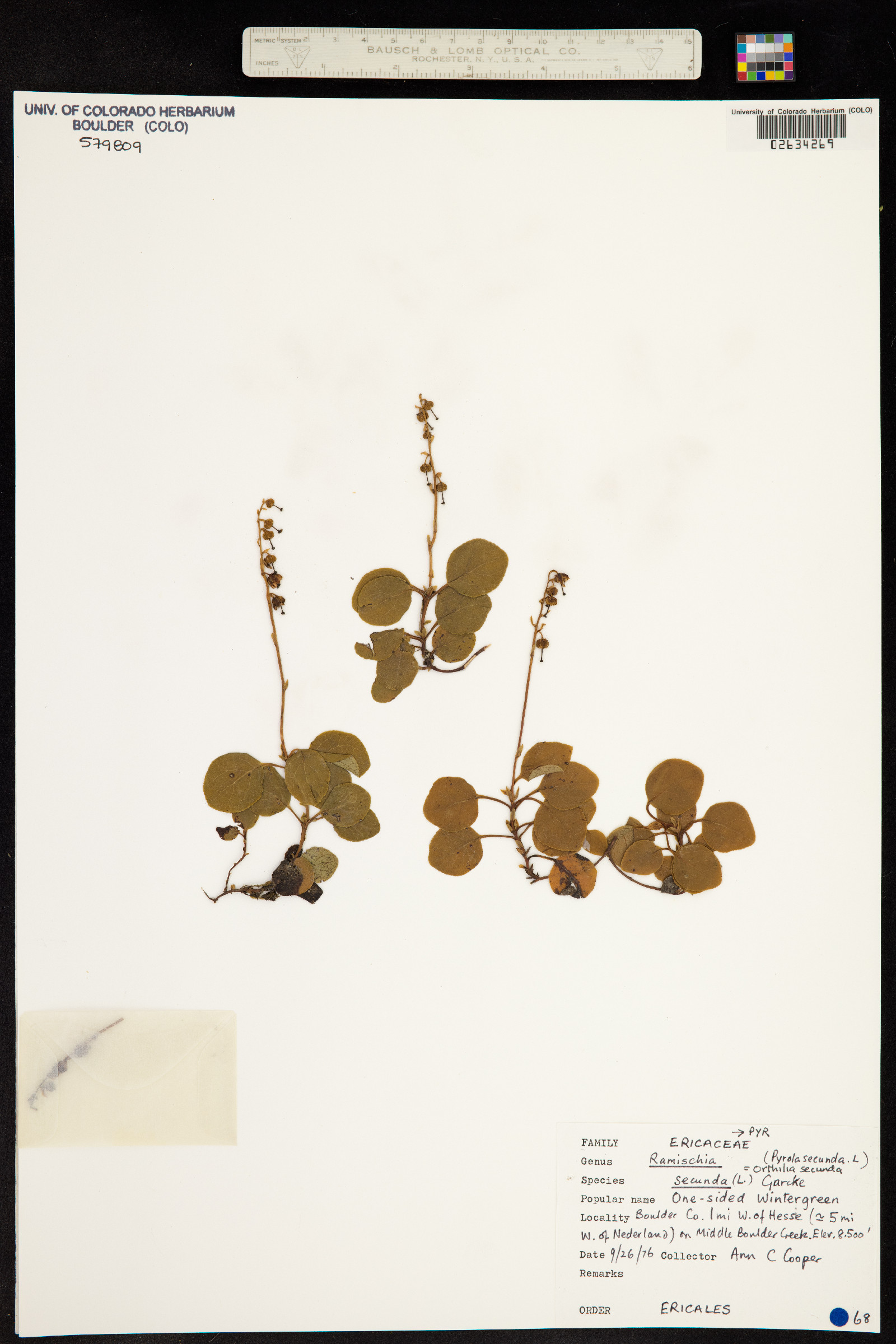 Orthilia secunda image