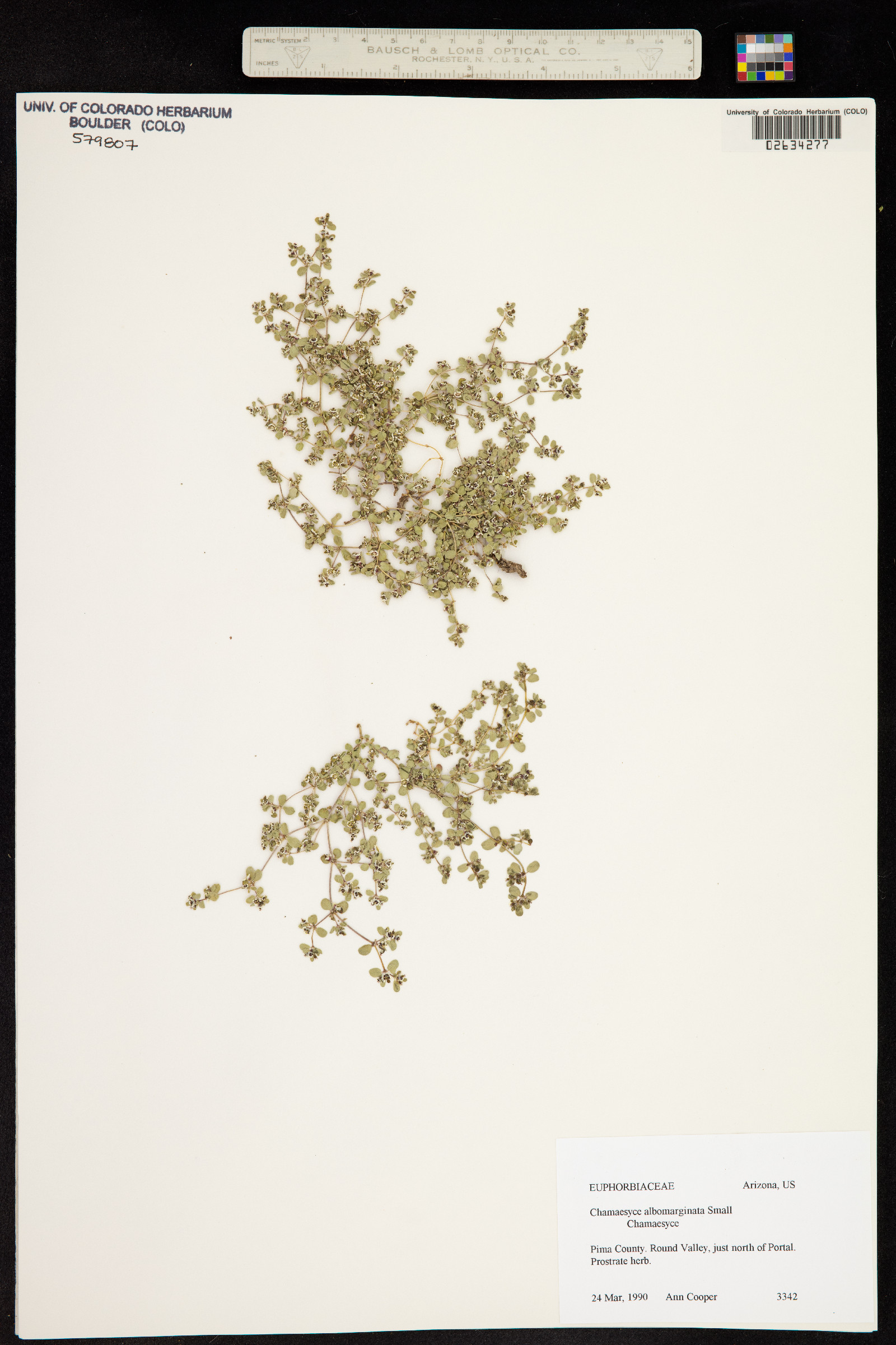 Euphorbia albomarginata image