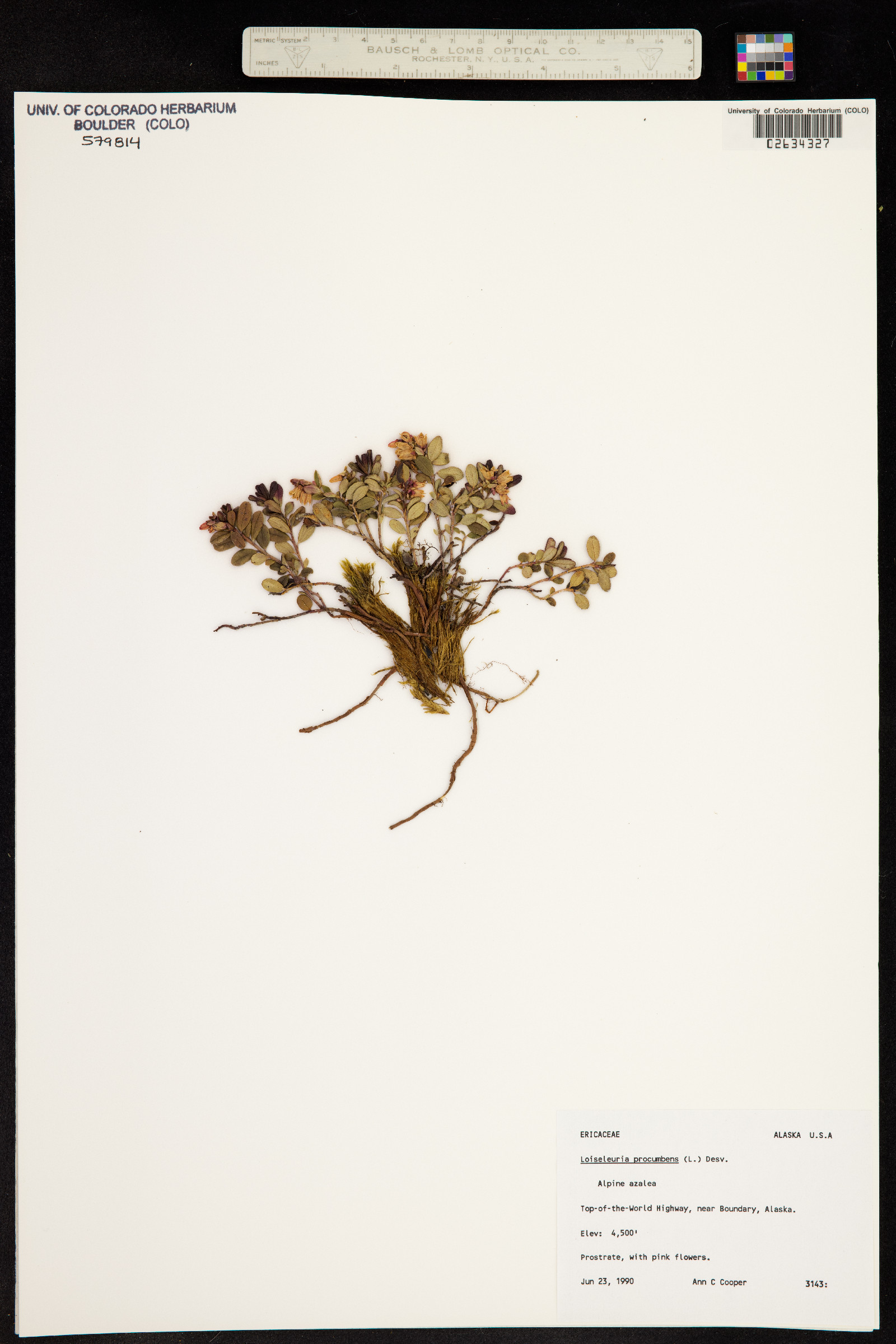 Kalmia procumbens image