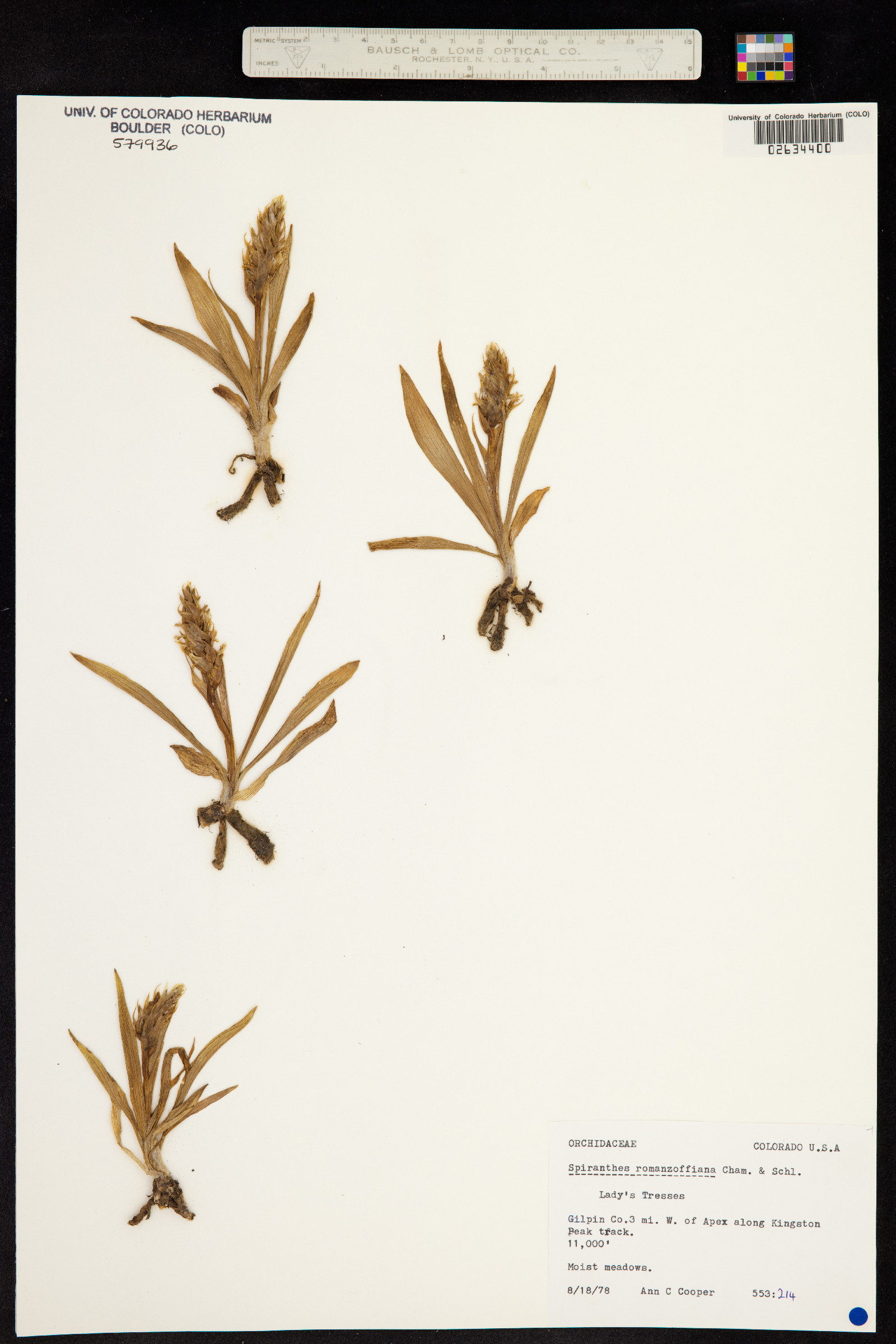 Spiranthes romanzoffiana image