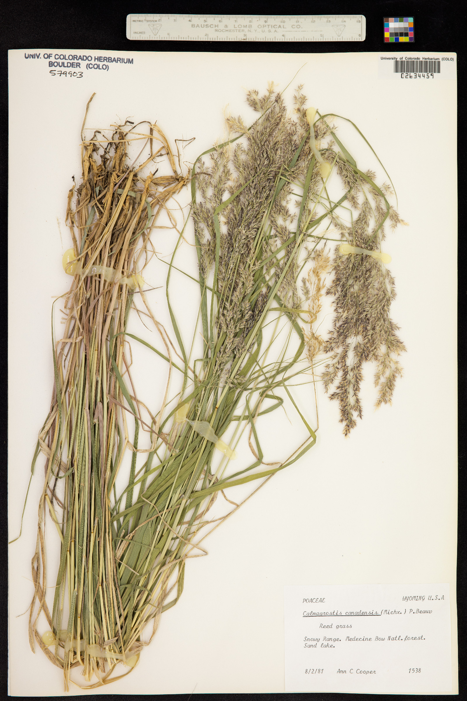 Calamagrostis canadensis image