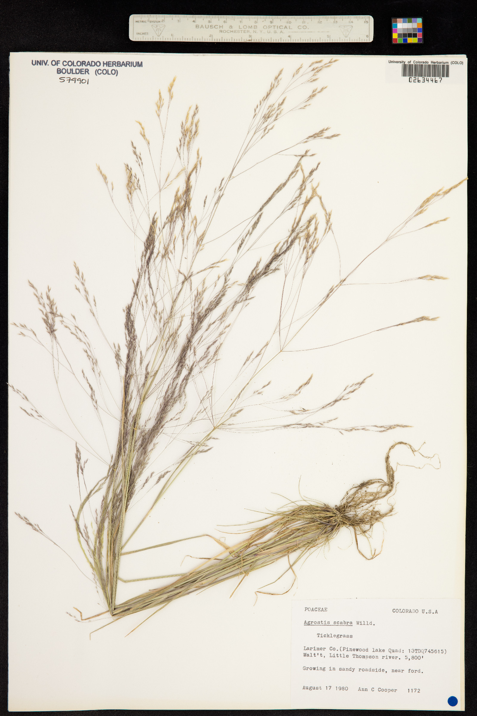 Agrostis scabra image