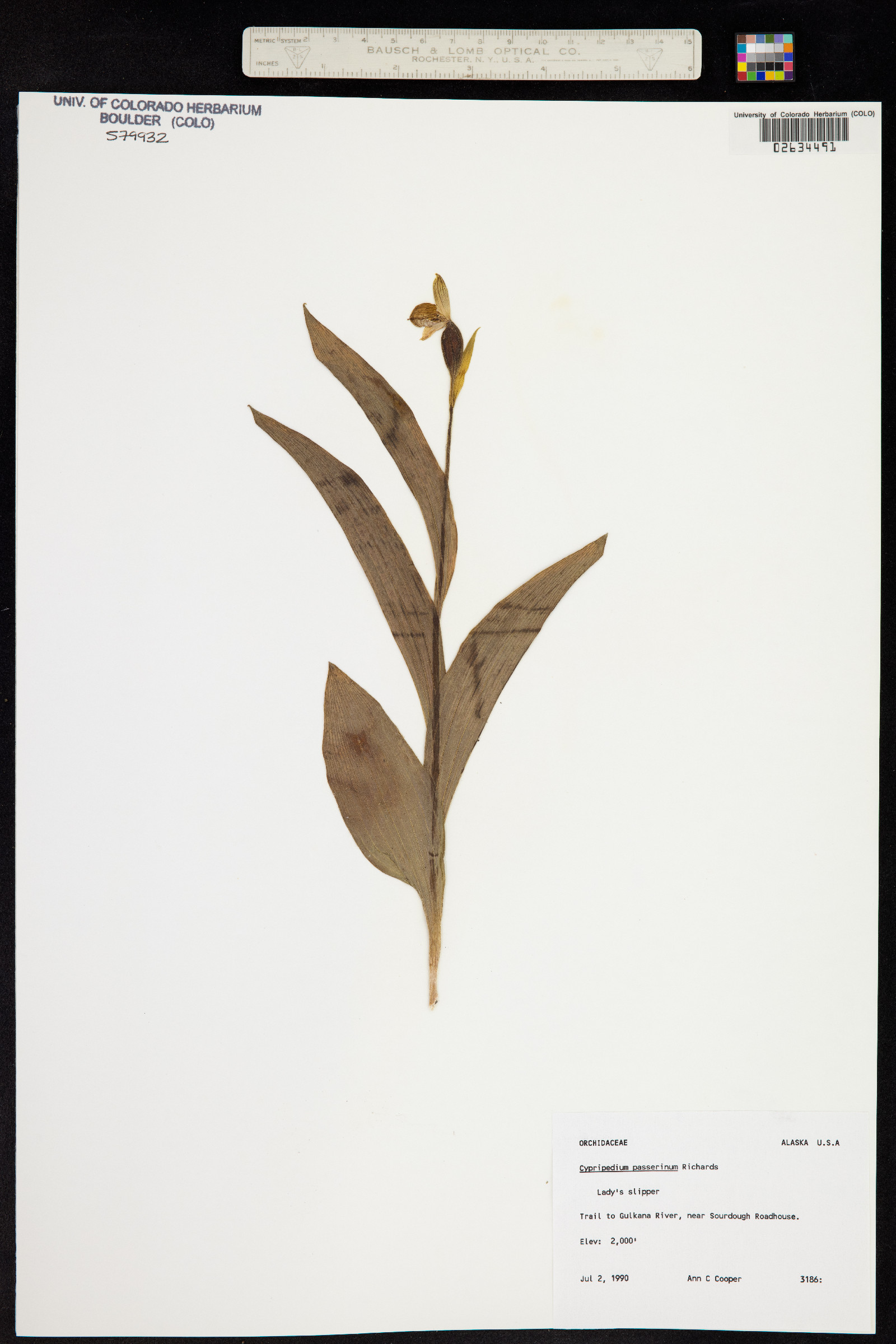 Cypripedium image