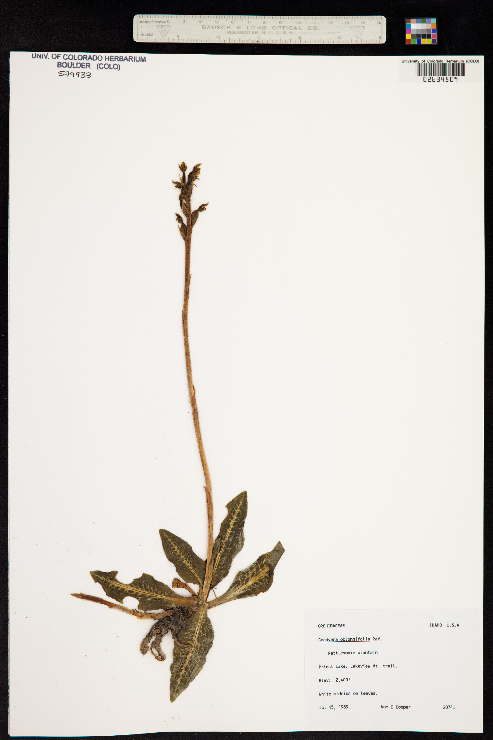 Goodyera oblongifolia image