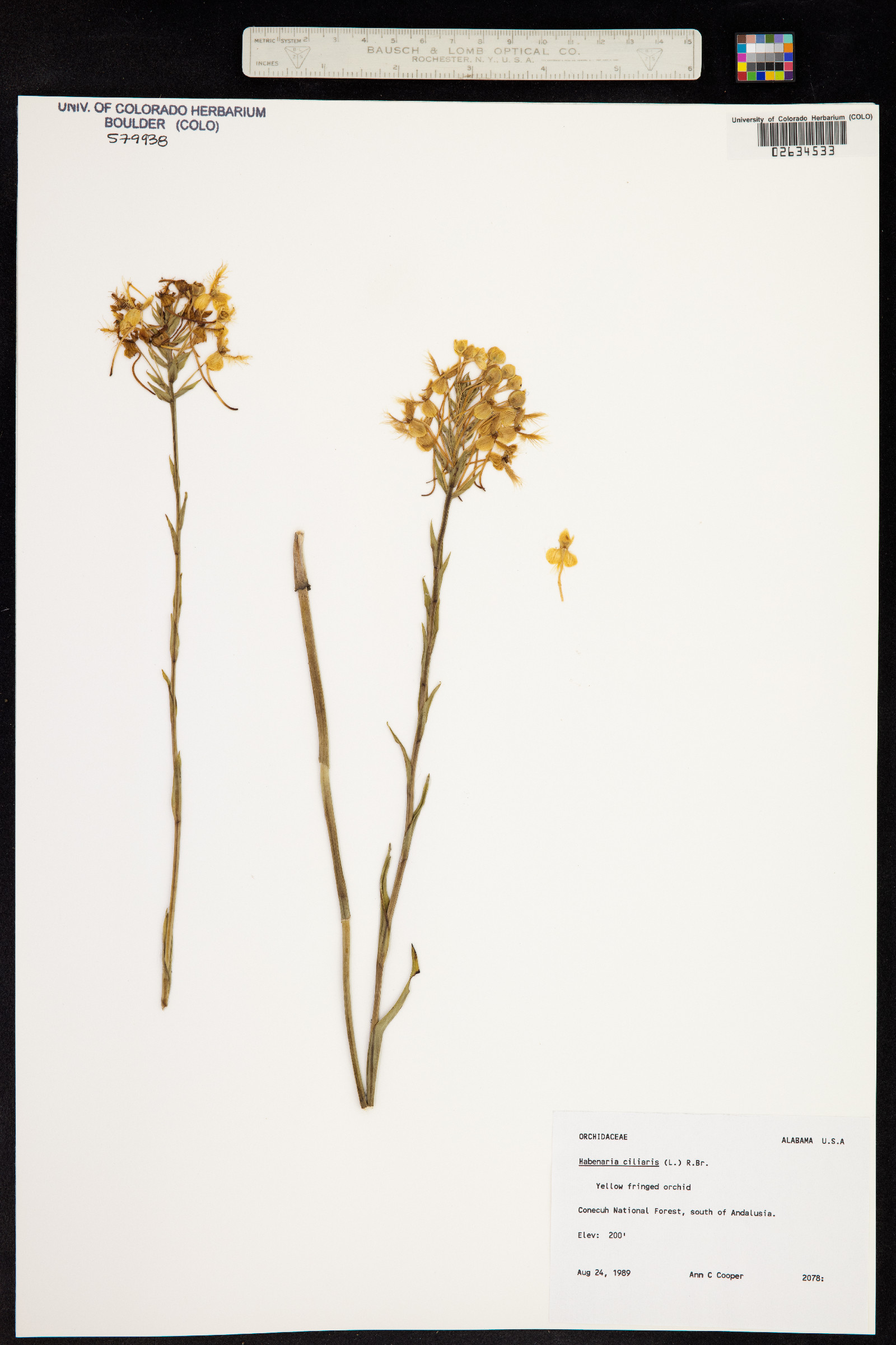 Platanthera ciliaris image