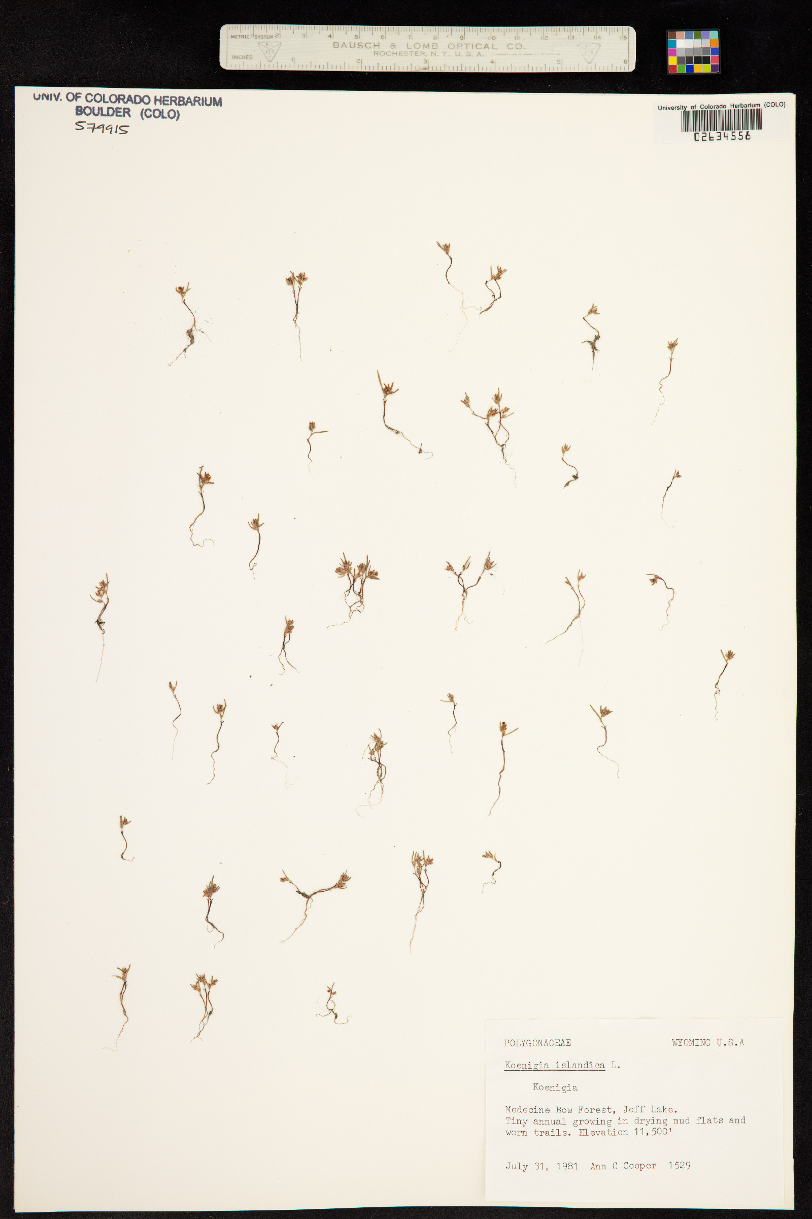 Koenigia islandica image