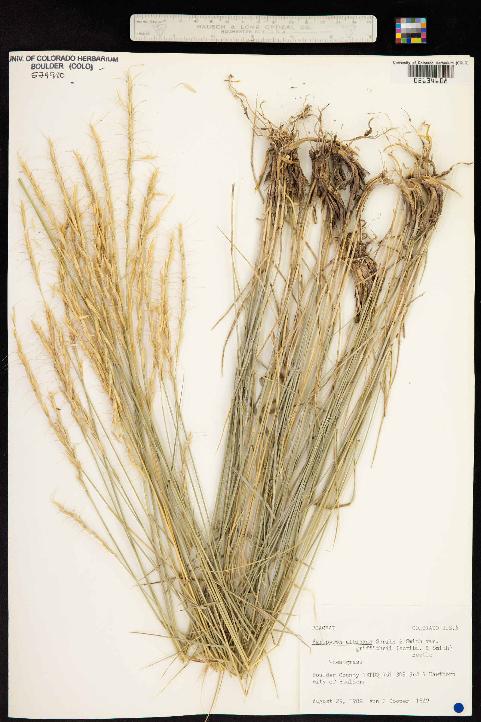 Elymus albicans image