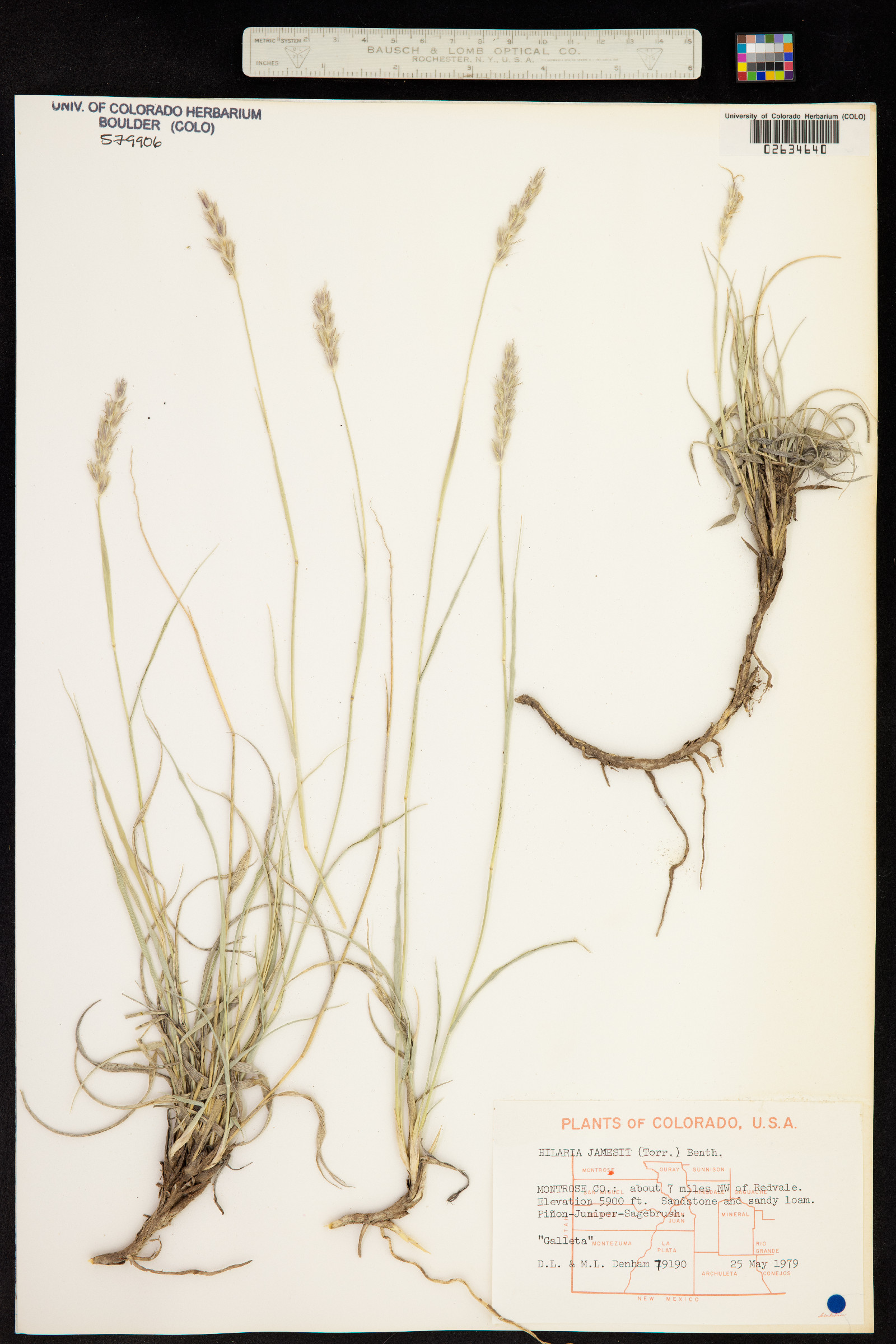Hilaria jamesii image