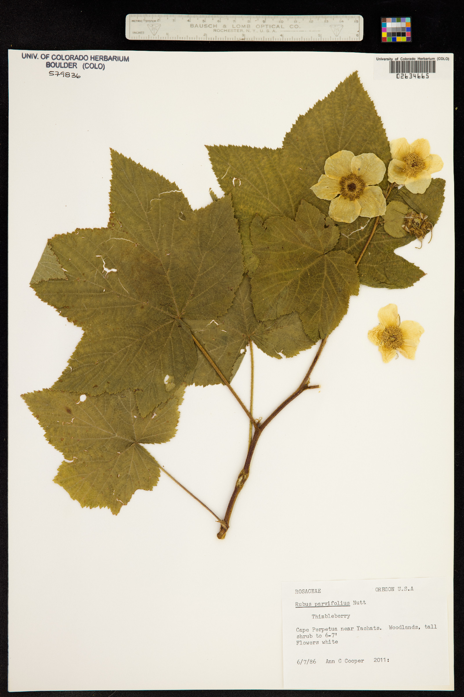 Rubus image