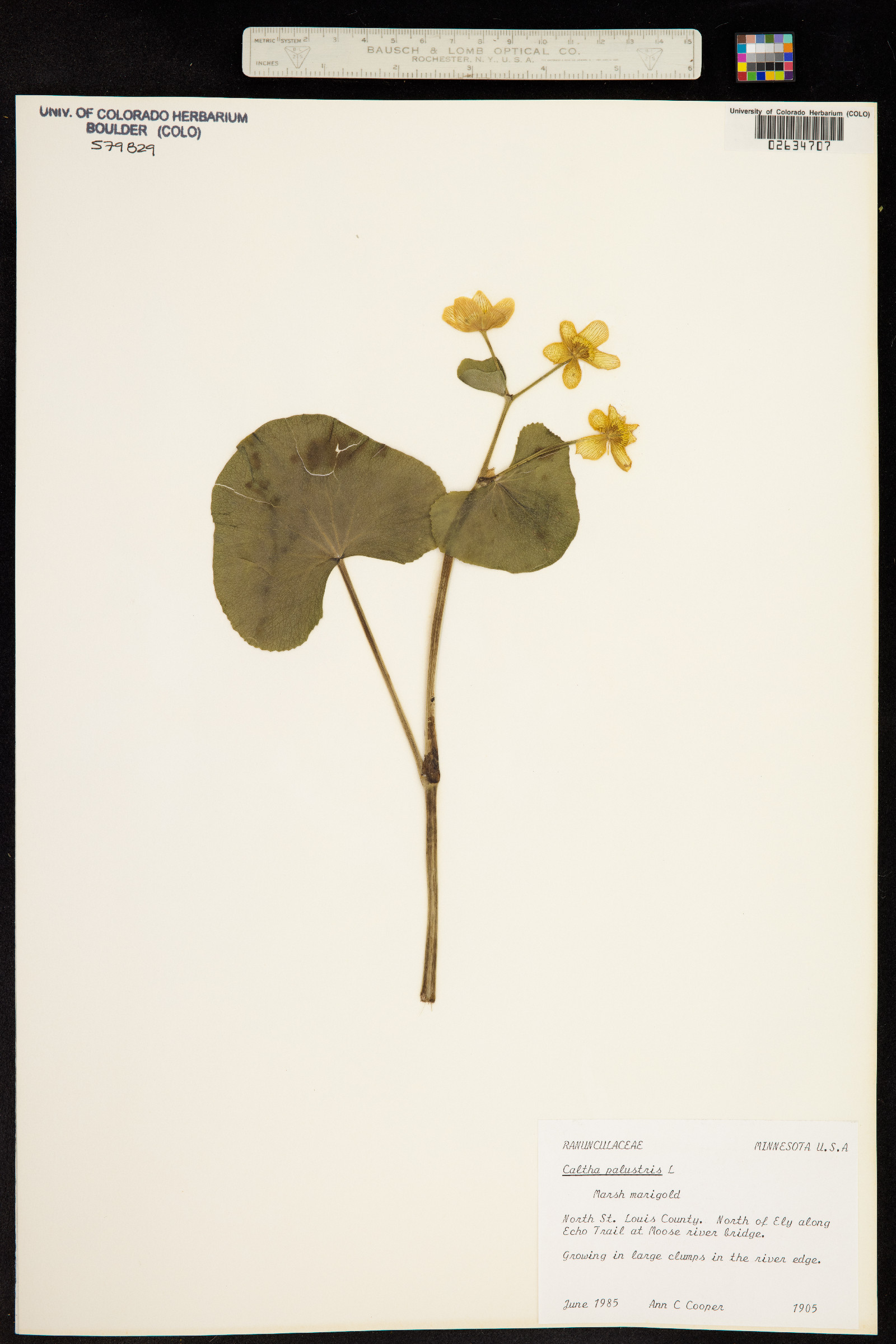 Caltha palustris image