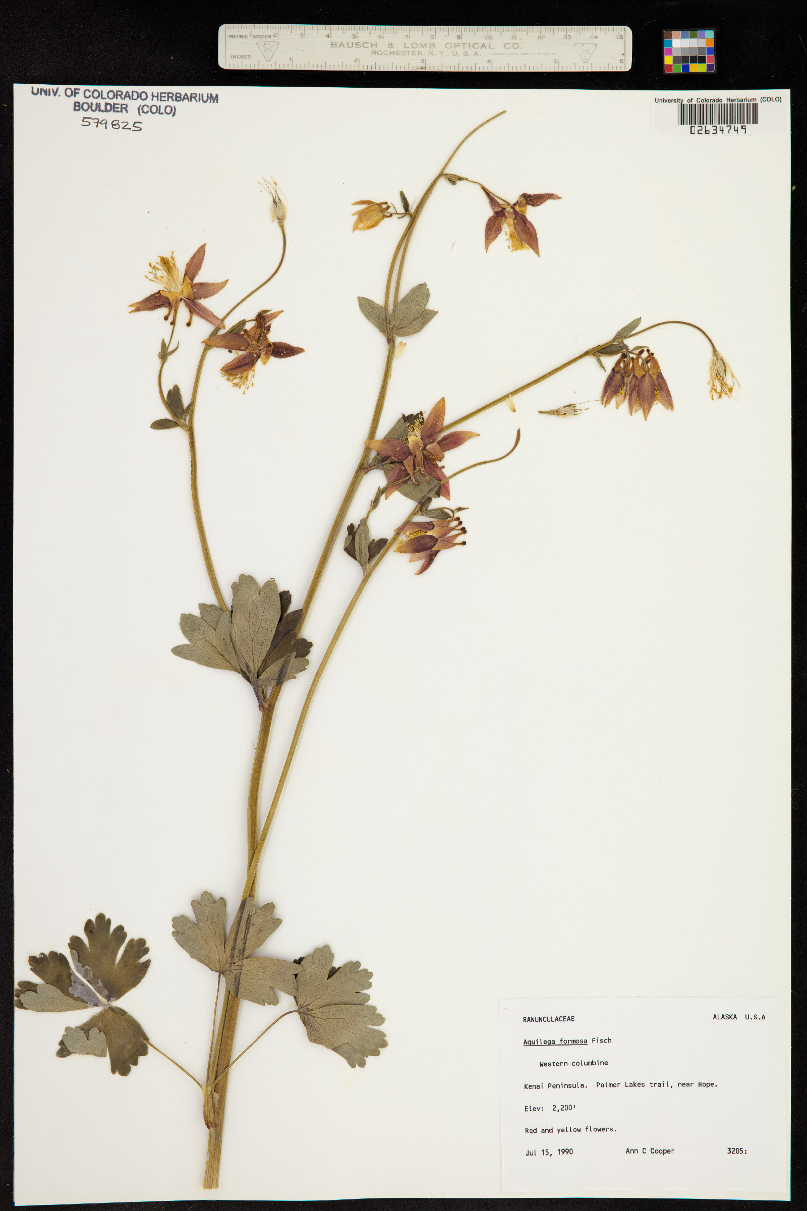 Aquilegia formosa image