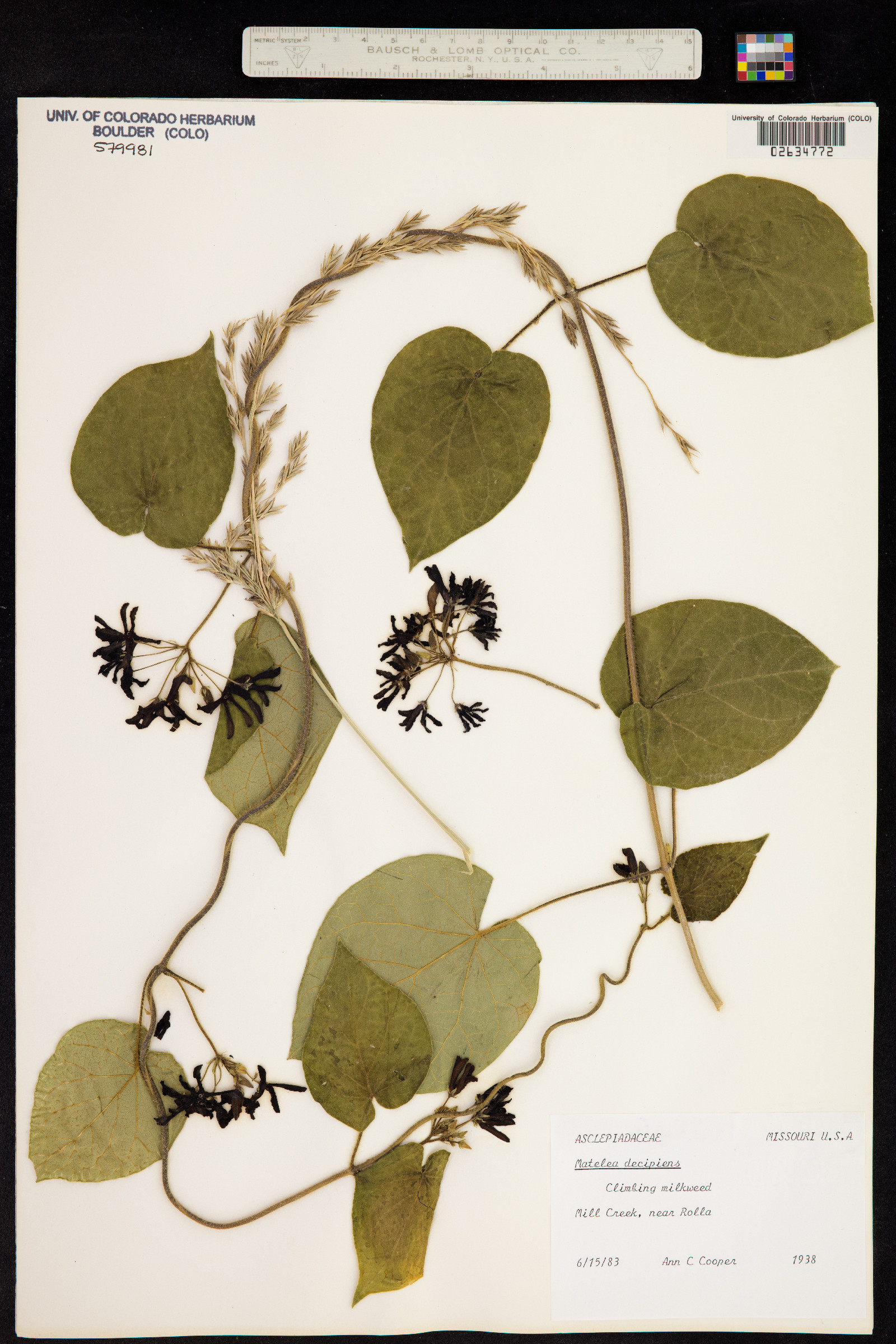 Matelea decipiens image