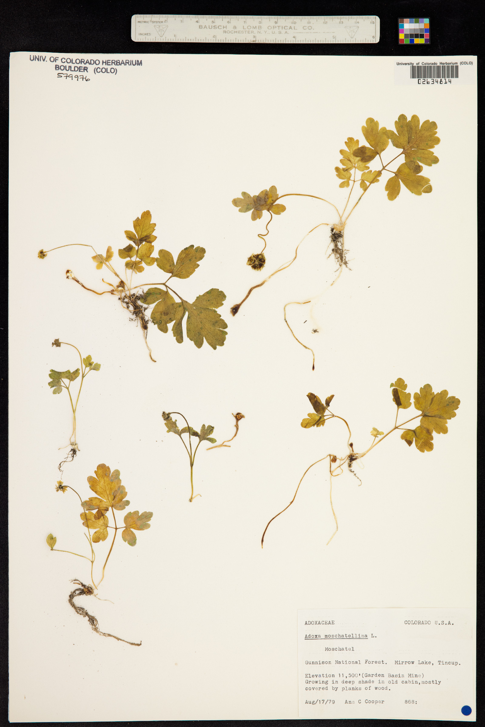Adoxa moschatellina image