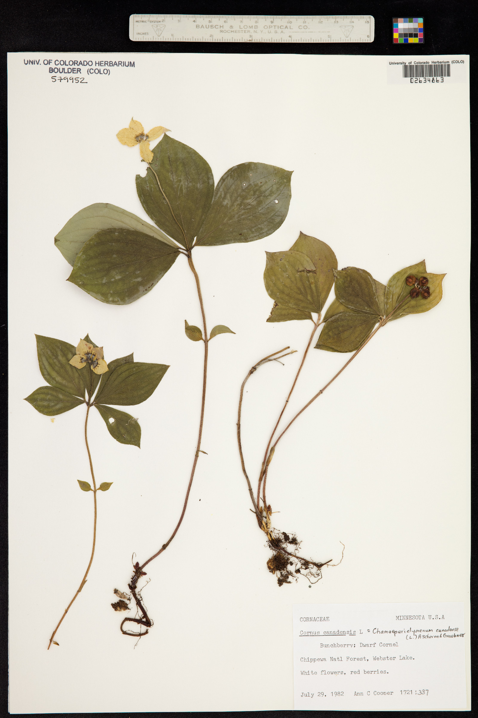 Cornus canadensis image