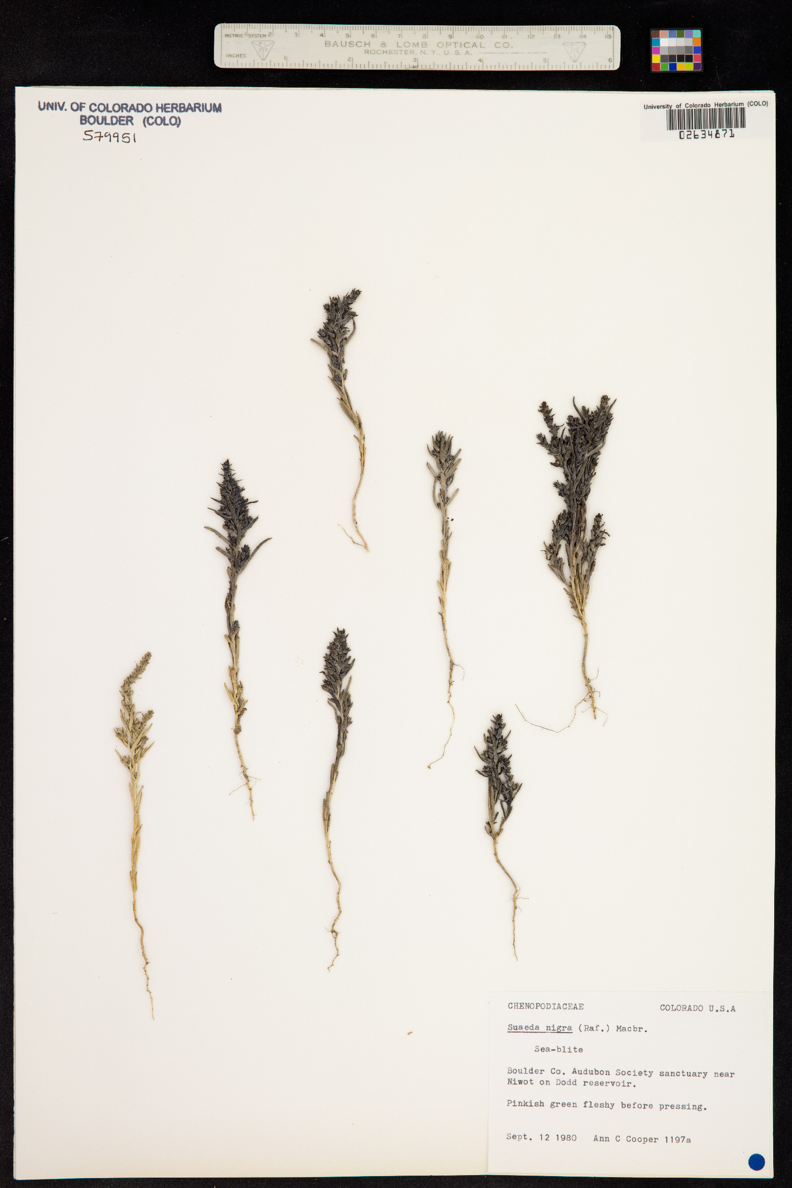 Suaeda nigra image