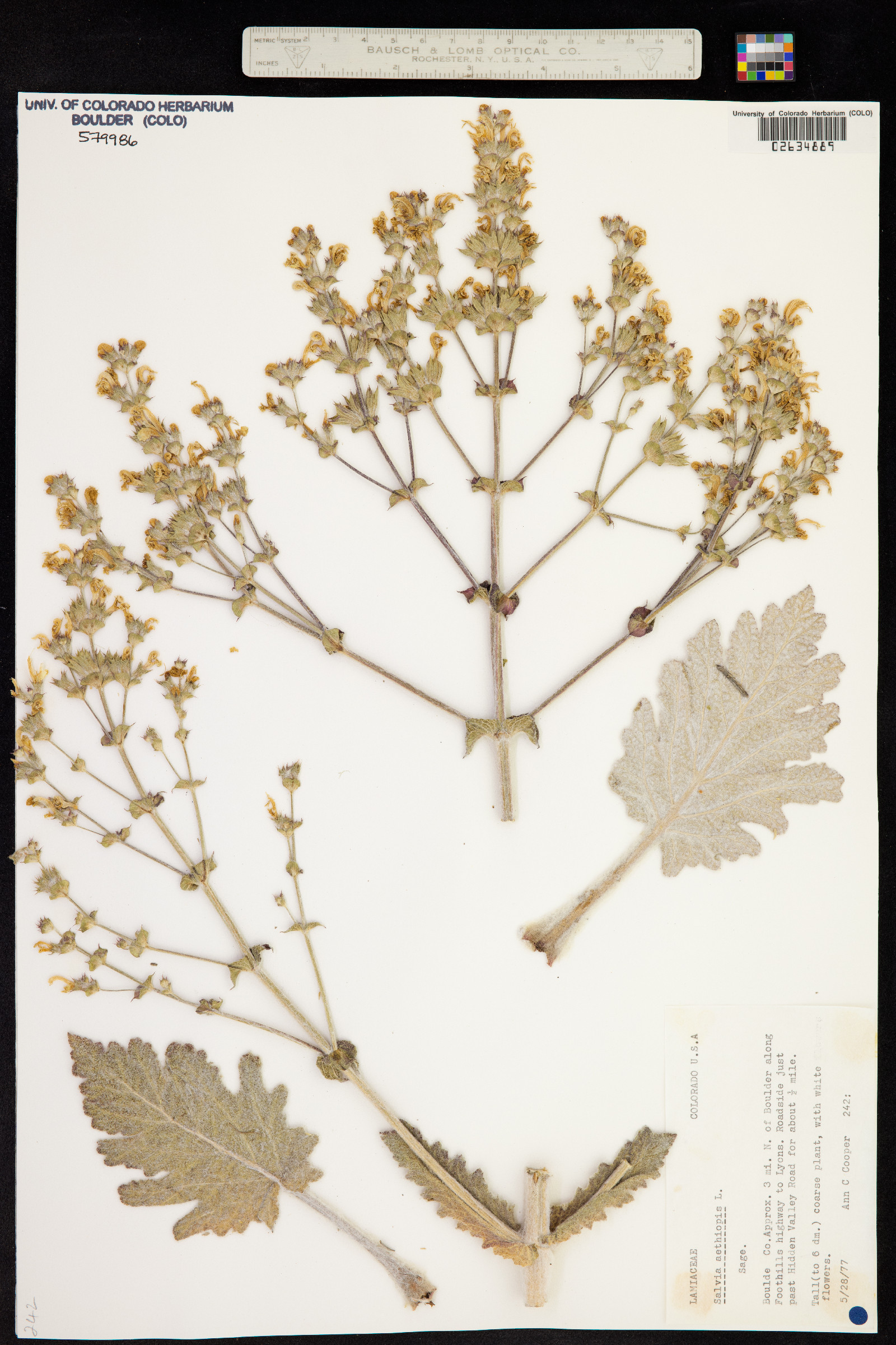 Salvia aethiopis image