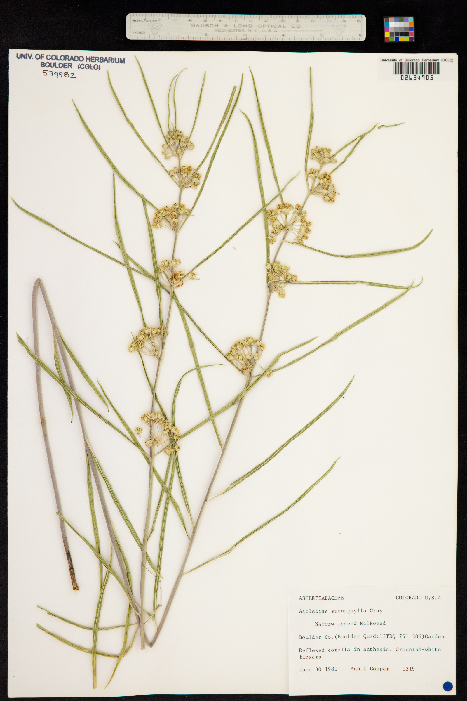 Asclepias stenophylla image