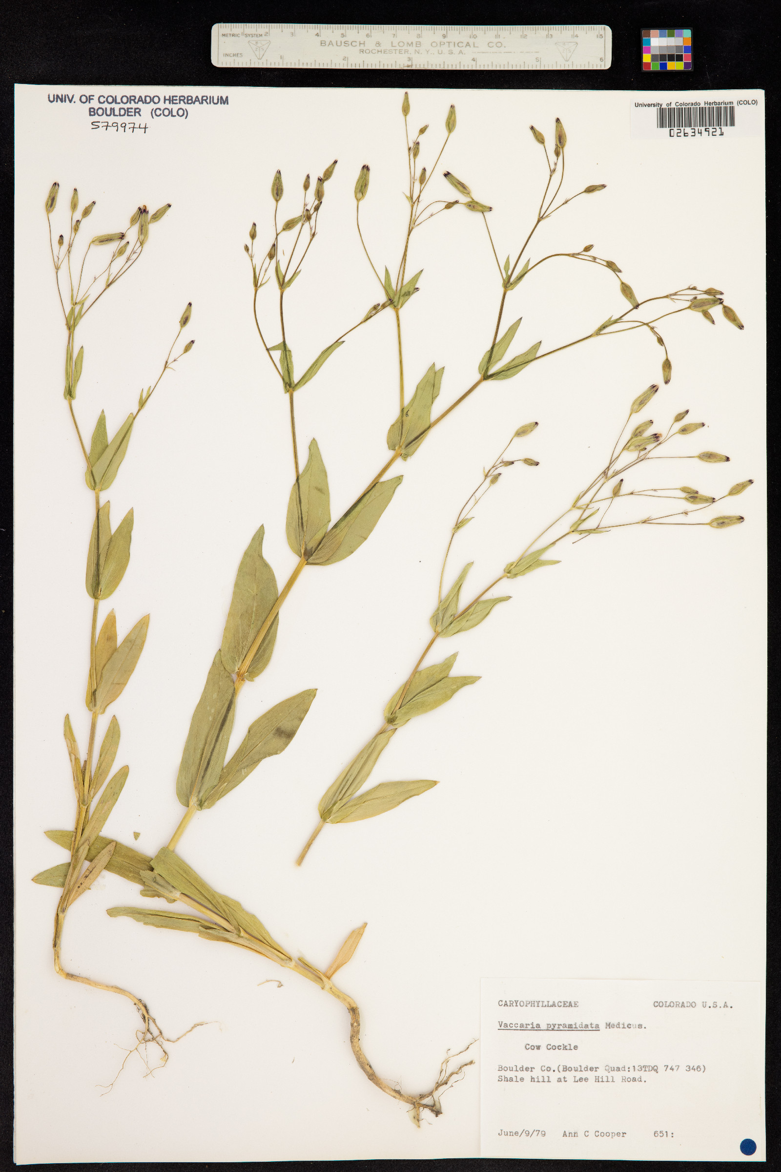 Vaccaria hispanica image